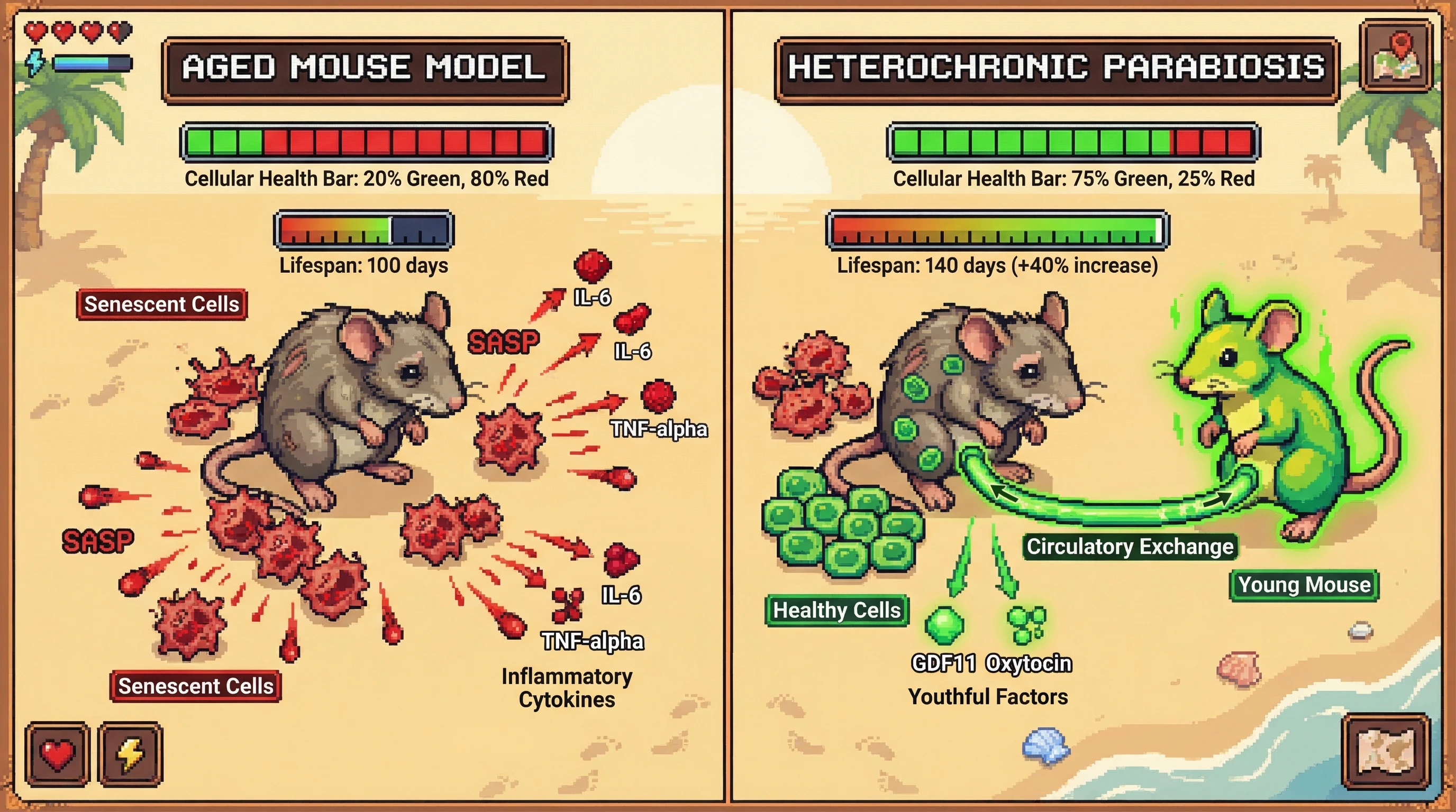 Infographic for: Heterochronic Parabiosis