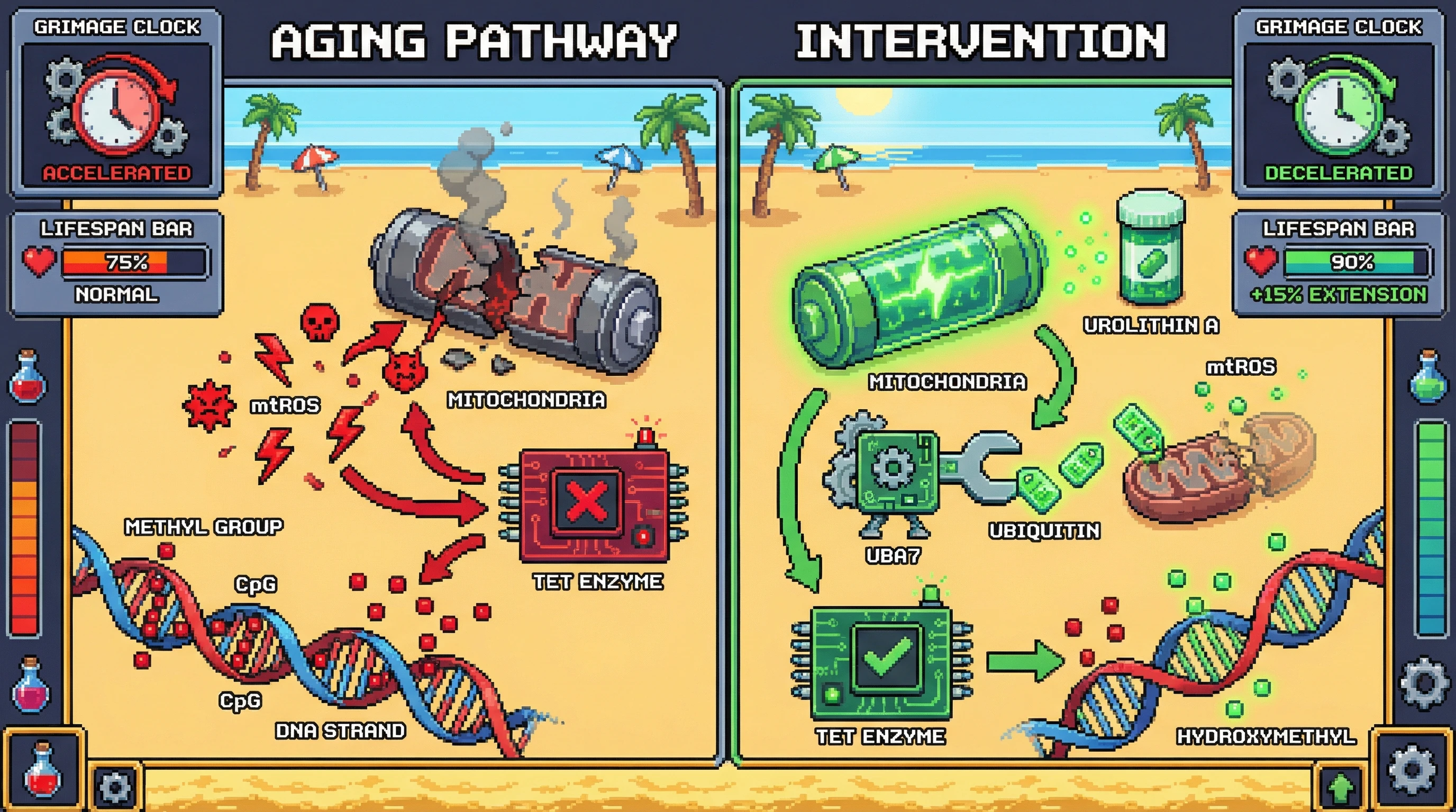 Infographic for: Mitochondrial Retrograde Signaling as a Causal Upstream Driver of Epigenetic Aging Clocks