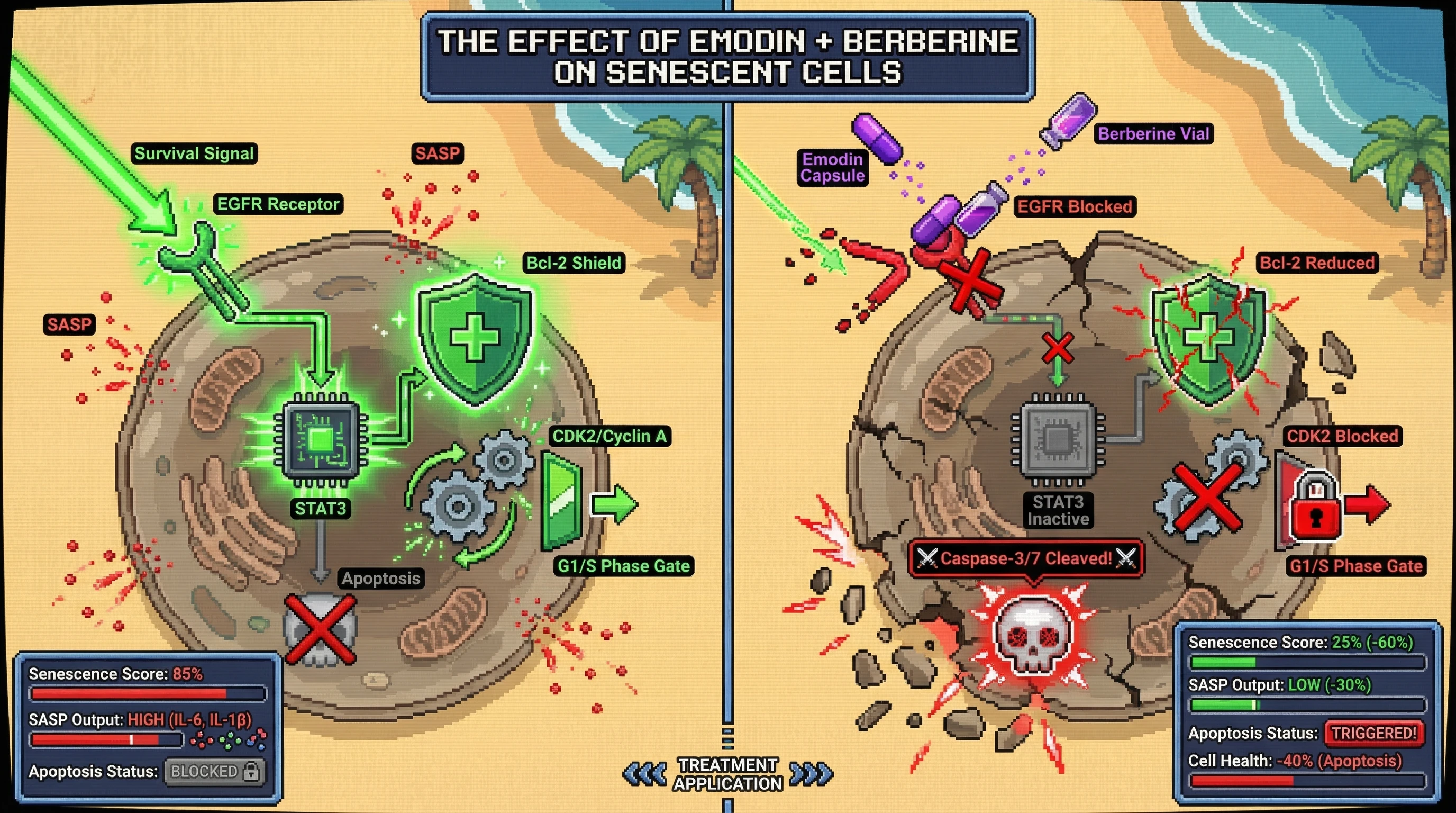 Infographic for: Emodin triggers selective senolysis by simultaneously inhibiting EGFR/STAT3 signaling and CDK2/cyclin A activity in senescent cells