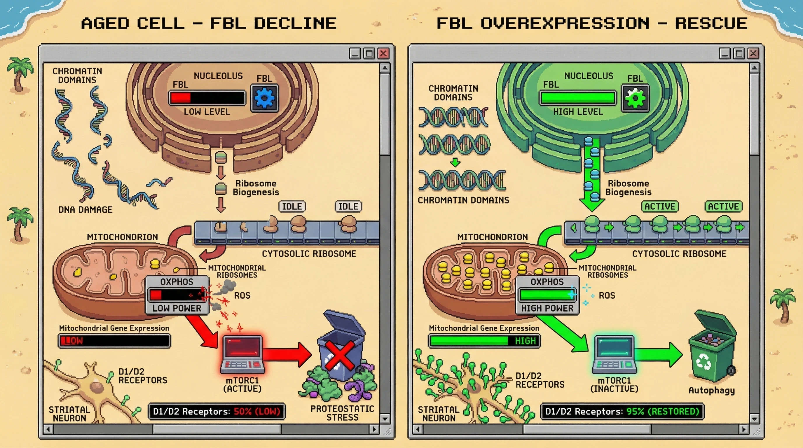 Mechanism: Age-related Fibrillarin (FBL) decline impairs ribosome synthesis, increasing ROS and activating mTORC1, leading to proteostatic stress and D1/D2 receptor loss. Readout: Readout: FBL overexpression rescues mitochondrial gene expression, reduces mTORC1 activity, and restores D1/D2 receptors from 50% to 95%.