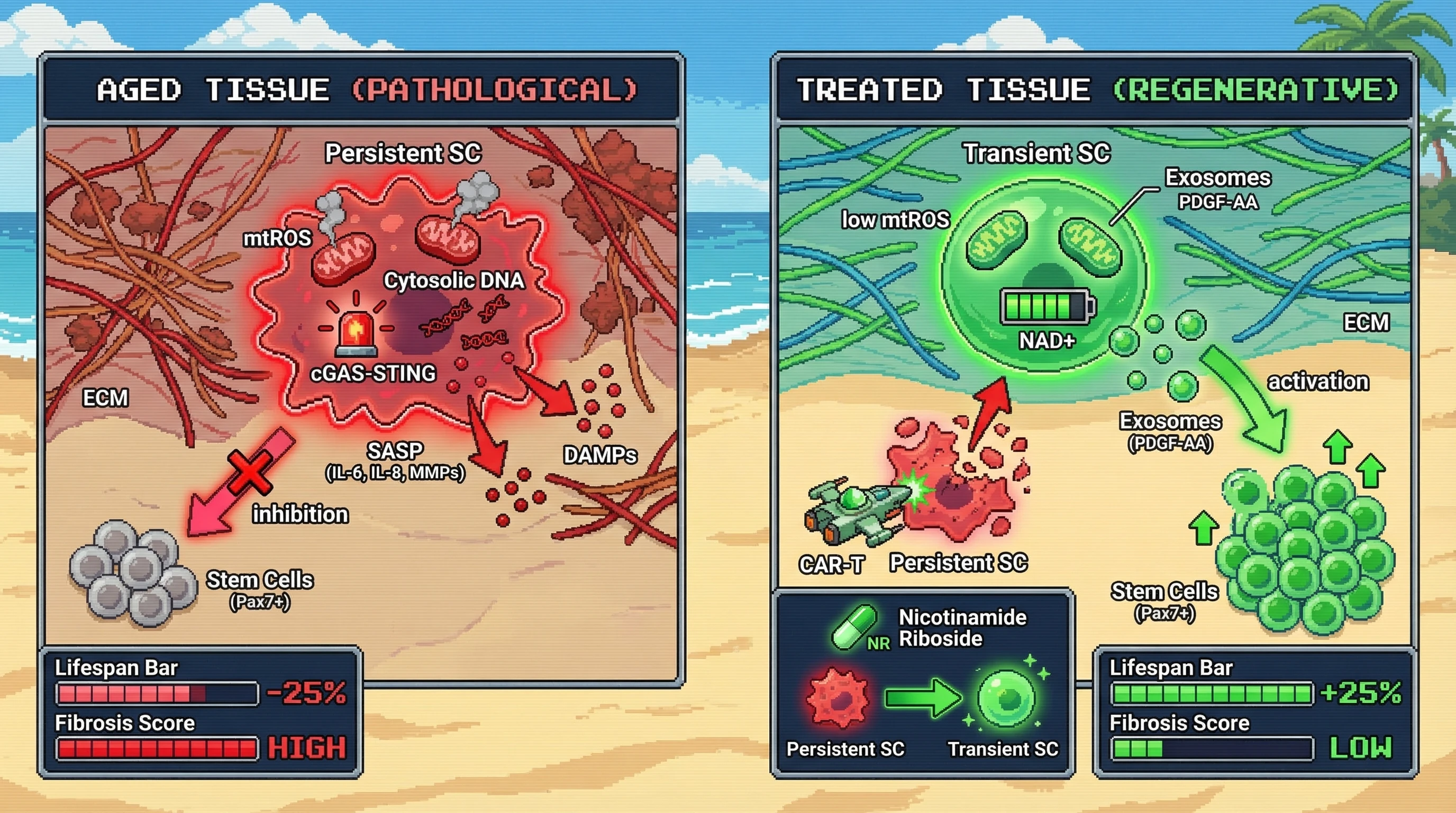 Mechanism: Transient senescent cells (green) secrete PDGF-AA to activate stem cell niches, while persistent senescent cells (red) secrete inflammatory SASP/DAMPs, suppressing regeneration. Readout: Readout: Selective removal of persistent cells or NAD+ rescue improves stem cell activity, increases lifespan, and reduces fibrosis.