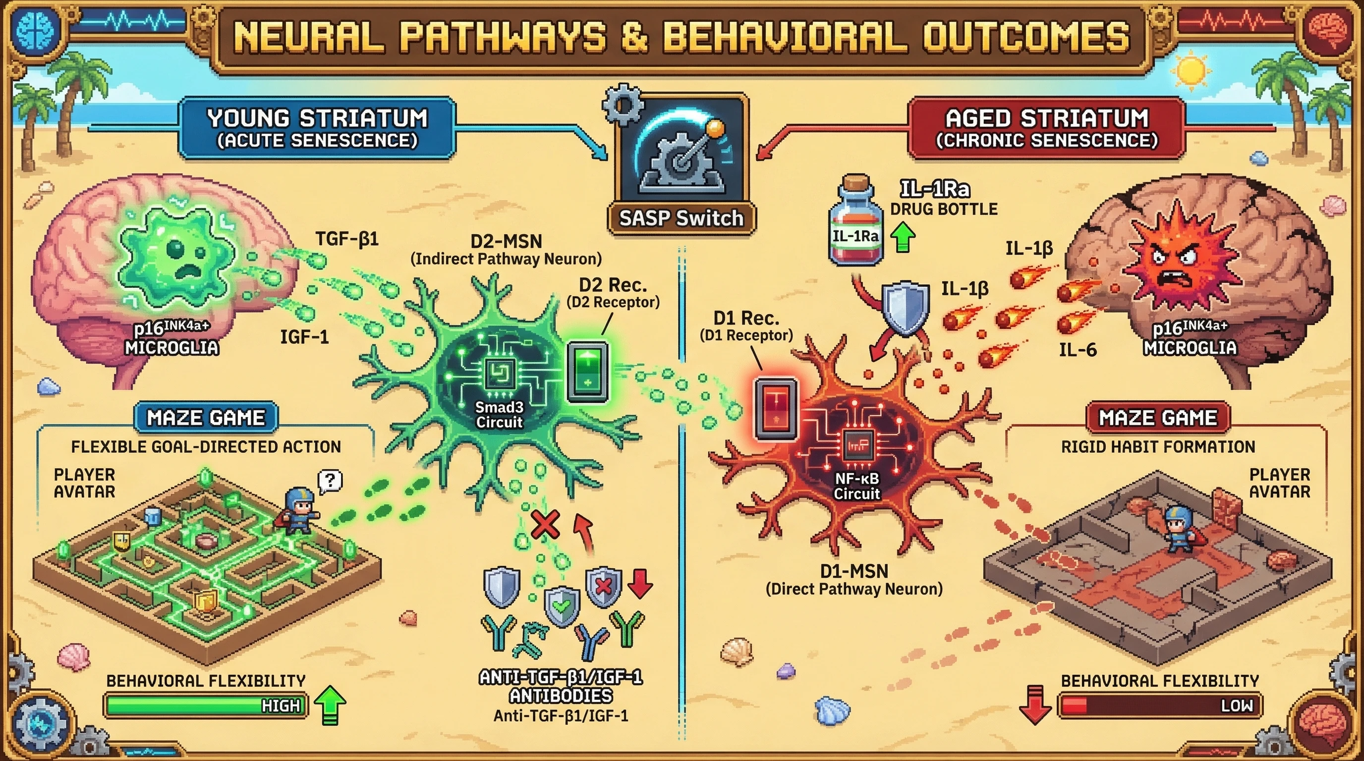 Infographic for: Transient striatal senescence tunes D1/D2 receptor balance via a TGF‑β1/IGF‑1 SASP switch