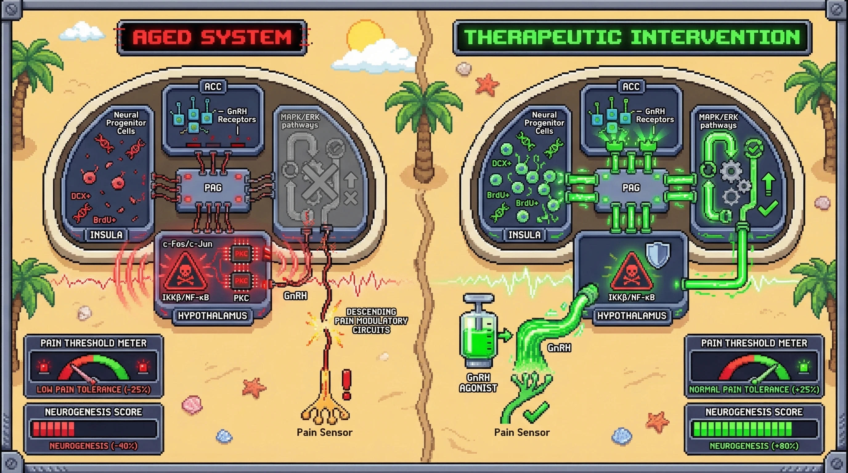 Infographic for: Hypothalamic IKKβ/NF‑κB–GnRH Axis Governs Pain Tolerance via Neurogenesis in Descending Modulatory Circuits