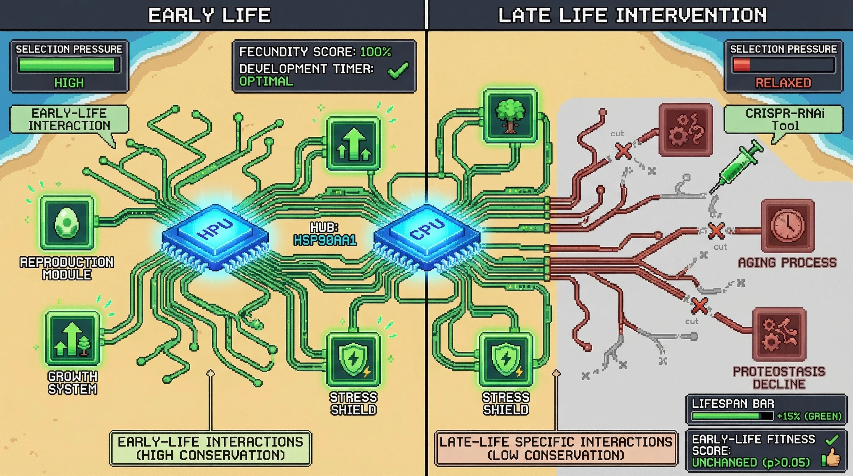Mechanism: Selective disruption of low-conservation, late-life specific interactions of an 'Antagonistic Pleiotropy Hub' gene preserves critical early-life functions. Readout: Readout: Lifespan is extended by 15% with no significant decline in early-life fitness.