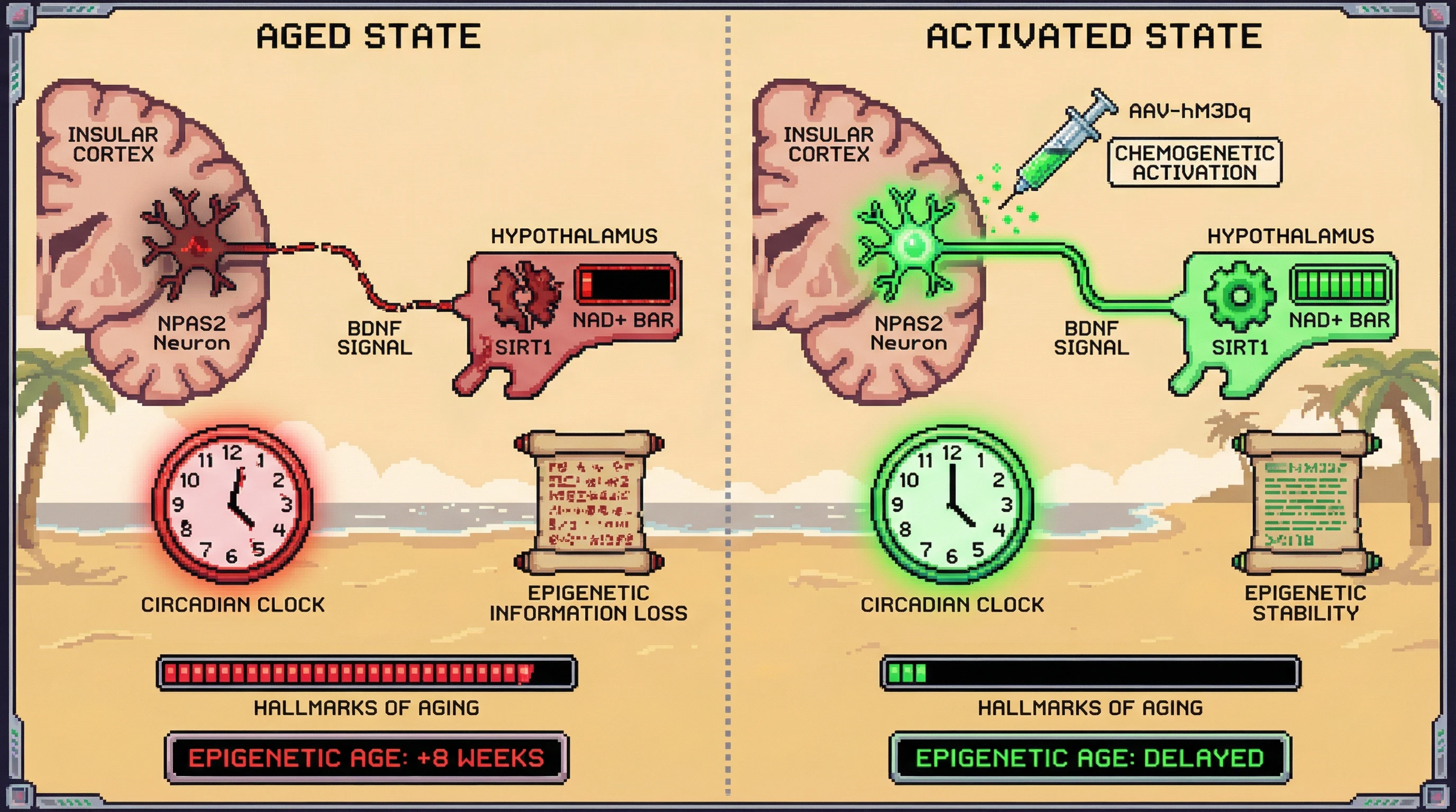 Mechanism: Activating insular cortex NPAS2 neurons boosts BDNF signaling, enhancing hypothalamic SIRT1 activity and resynchronizing the circadian clock. Readout: Readout: This intervention prevents epigenetic information loss, delays the onset of aging hallmarks, and reverses epigenetic age acceleration within 8 weeks.