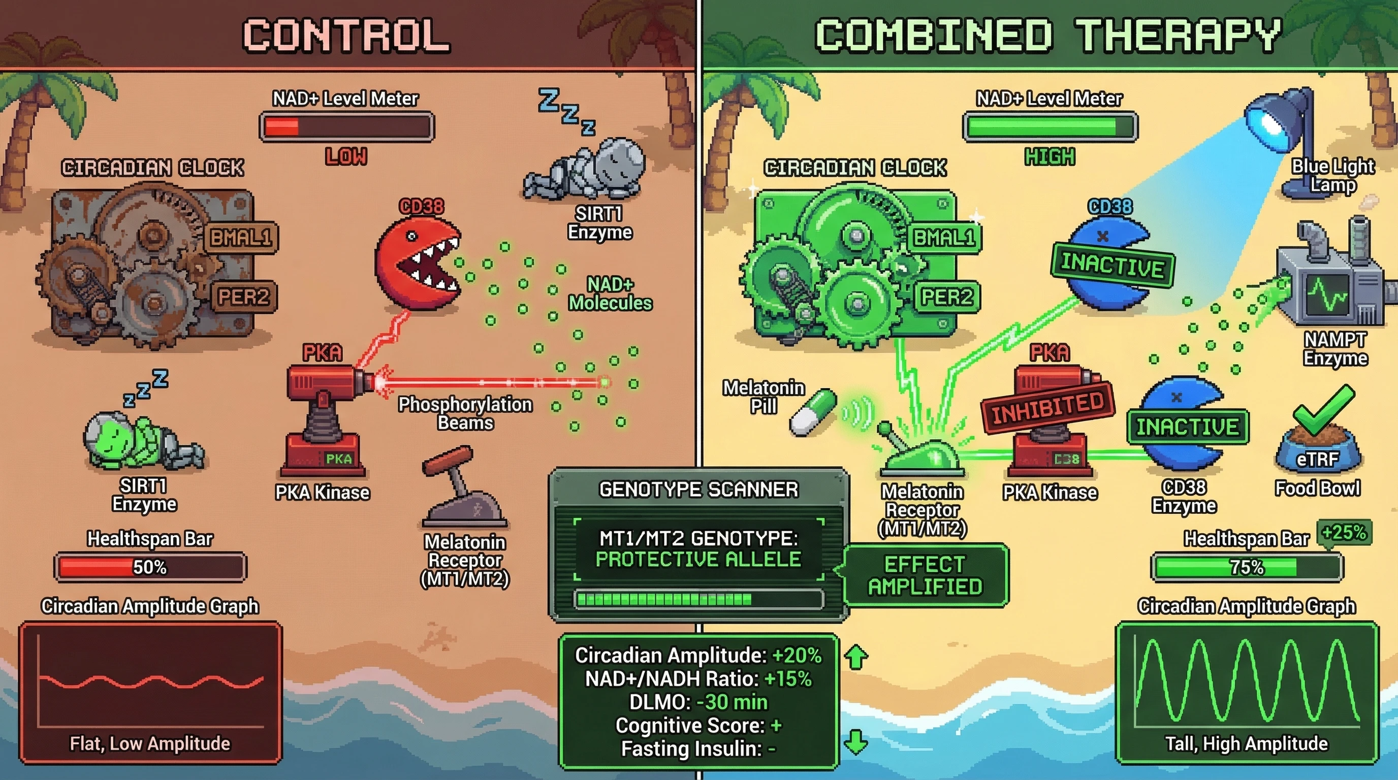 Infographic for: Melatonin-NAD+ SIRT1 Axis: A Genotype-Guided Chronotherapeutic Strategy to Rescue Circadian Amplitude and Extend Healthspan in Middle-Aged Adults