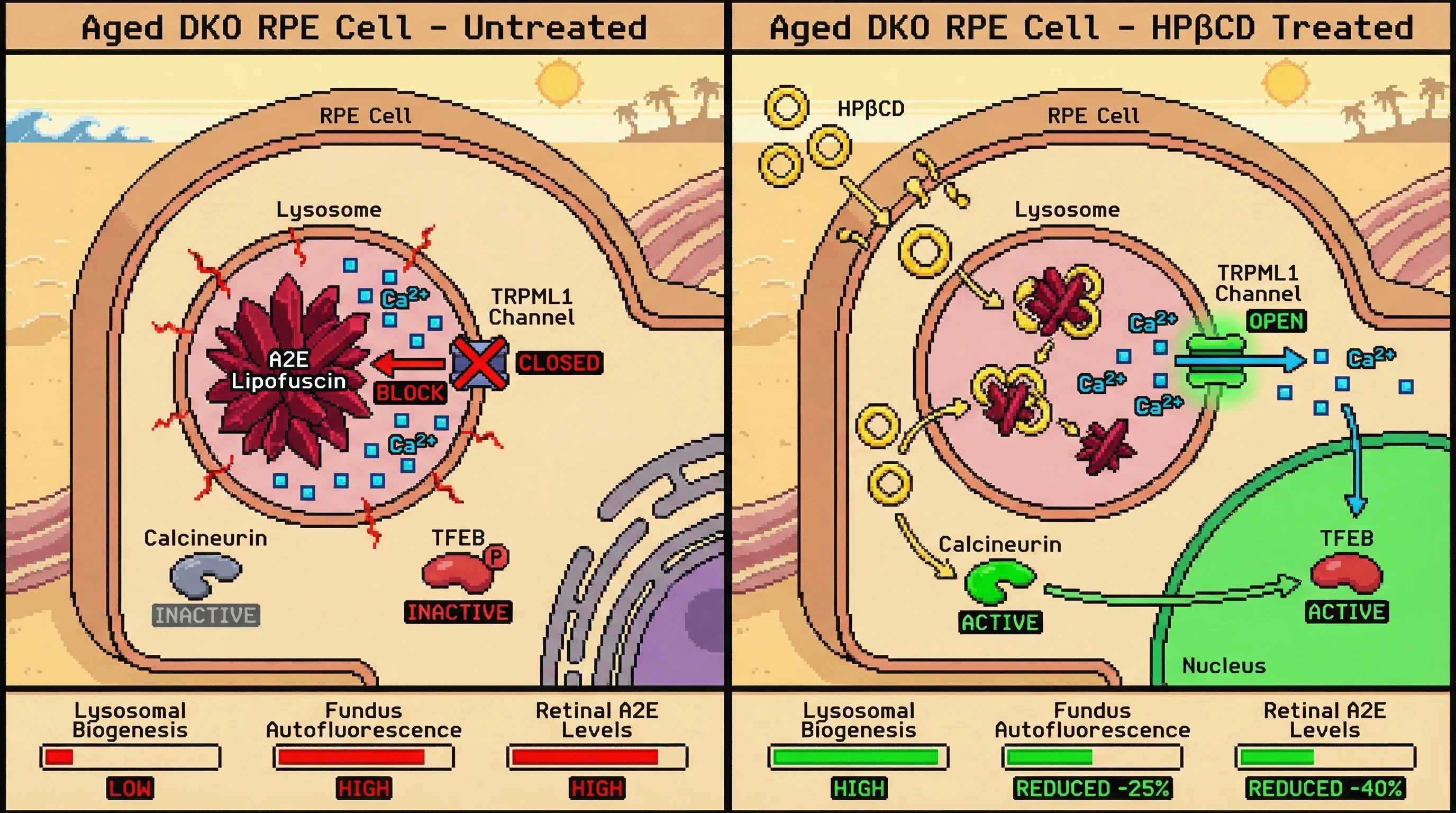 Mechanism: HPβCD simultaneously extracts A2E from RPE lysosomes and cholesterol from lysosomal membranes, activating TRPML1-mediated calcium efflux and TFEB translocation to the nucleus. Readout: Readout: Retinal A2E levels decrease by 40%, fundus autofluorescence reduces by 25%, and nuclear TFEB translocation increases by over 2-fold.