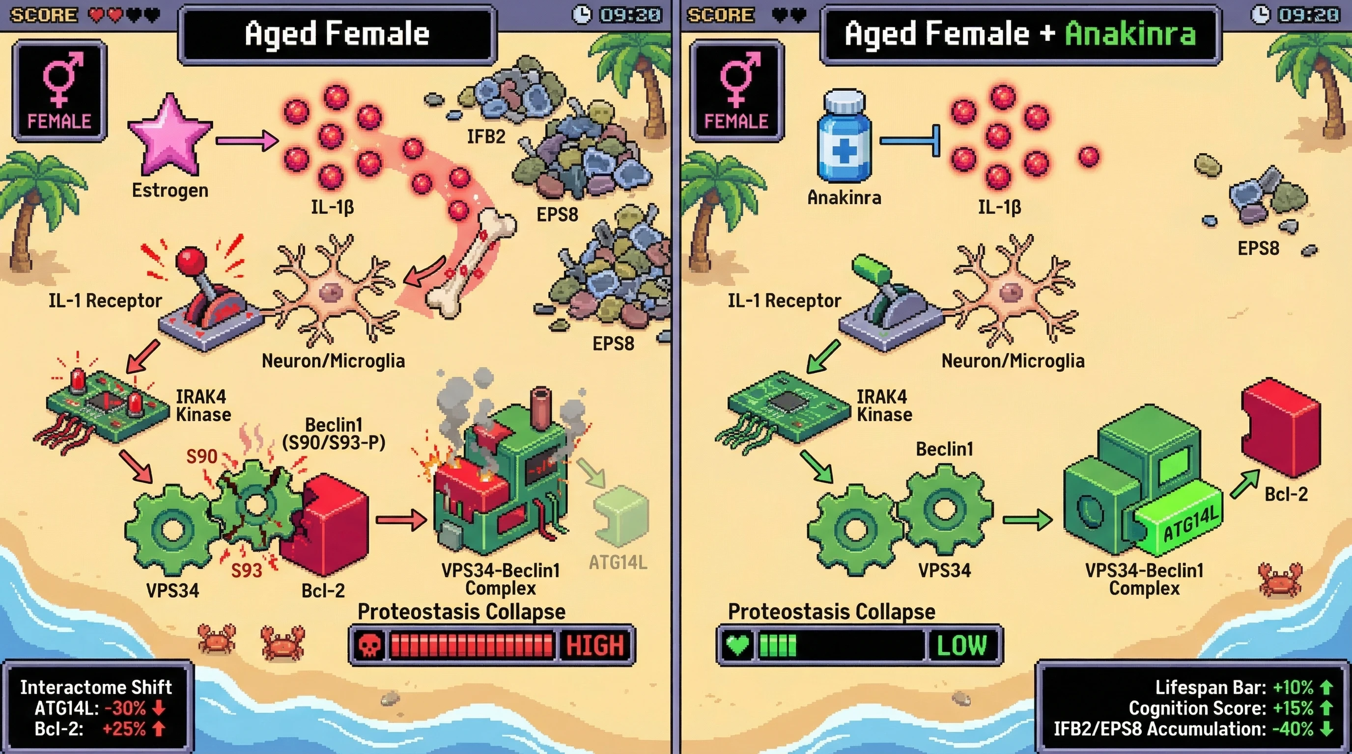 Infographic for: Sex‑Specific Cytokine Signaling Remodels the VPS34‑Beclin1 Autophagy Interactome During Aging