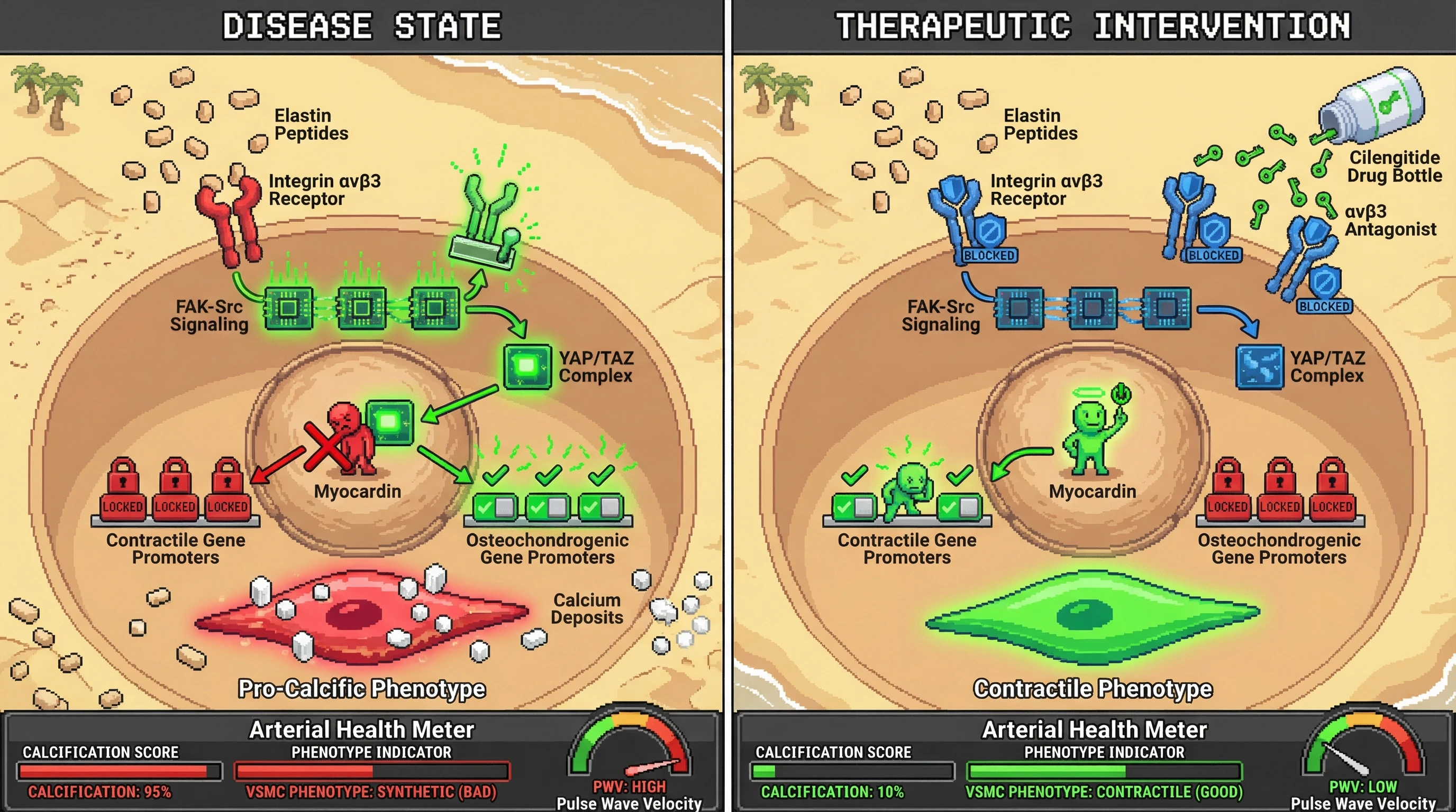 Mechanism: Elastin peptides activate Integrin αvβ3, driving FAK-Src-YAP/TAZ signaling that promotes a pro-calcific VSMC phenotype by suppressing contractile genes. Readout: Readout: αvβ3 antagonism blocks this pathway, reducing calcification and restoring a healthy contractile VSMC phenotype.