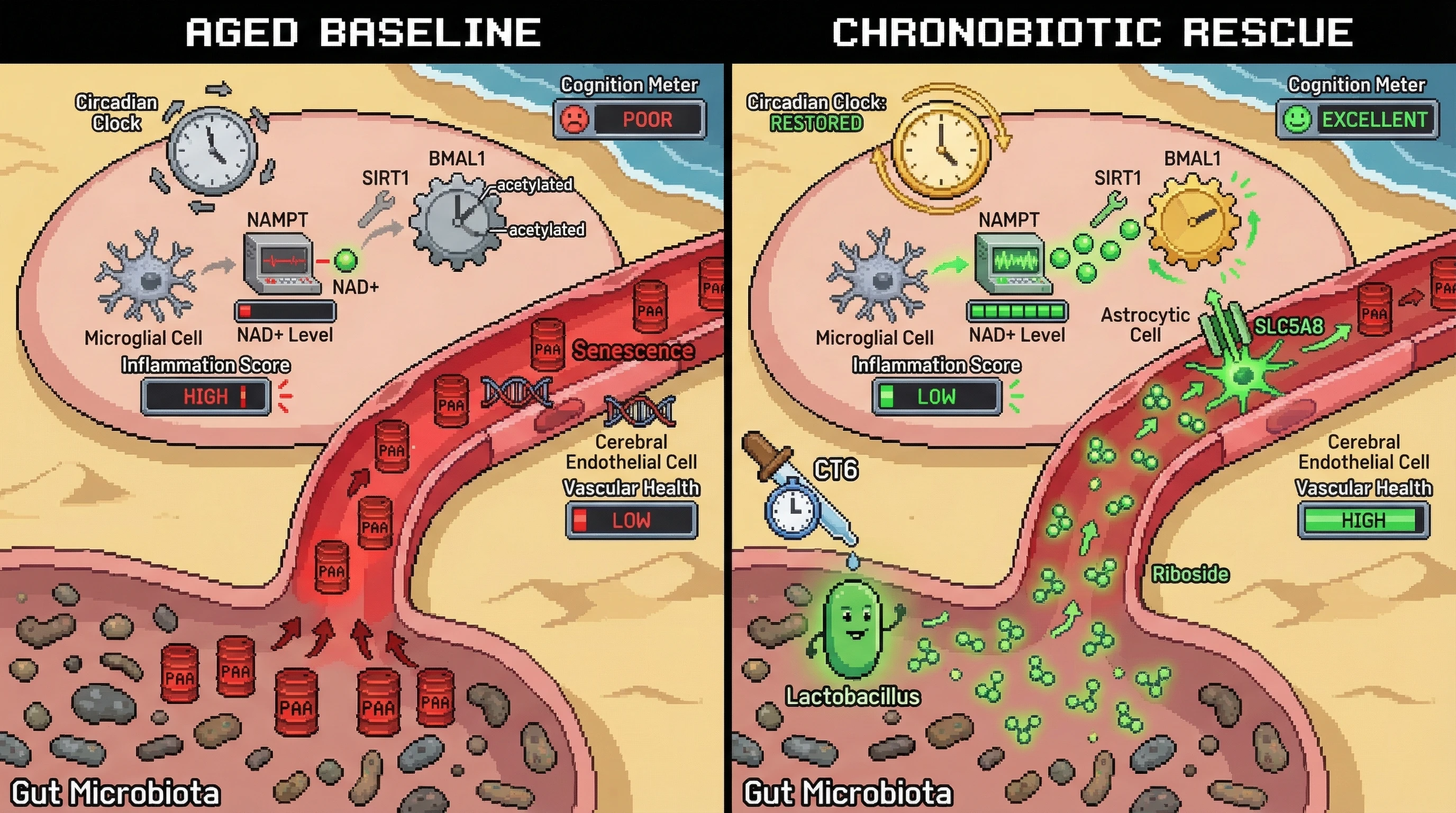 Infographic for: Chronobiotic Restoration of Microglial NAD+ Salvage Pathways Counters Age‑Related Phenylacetic Acid Toxicity