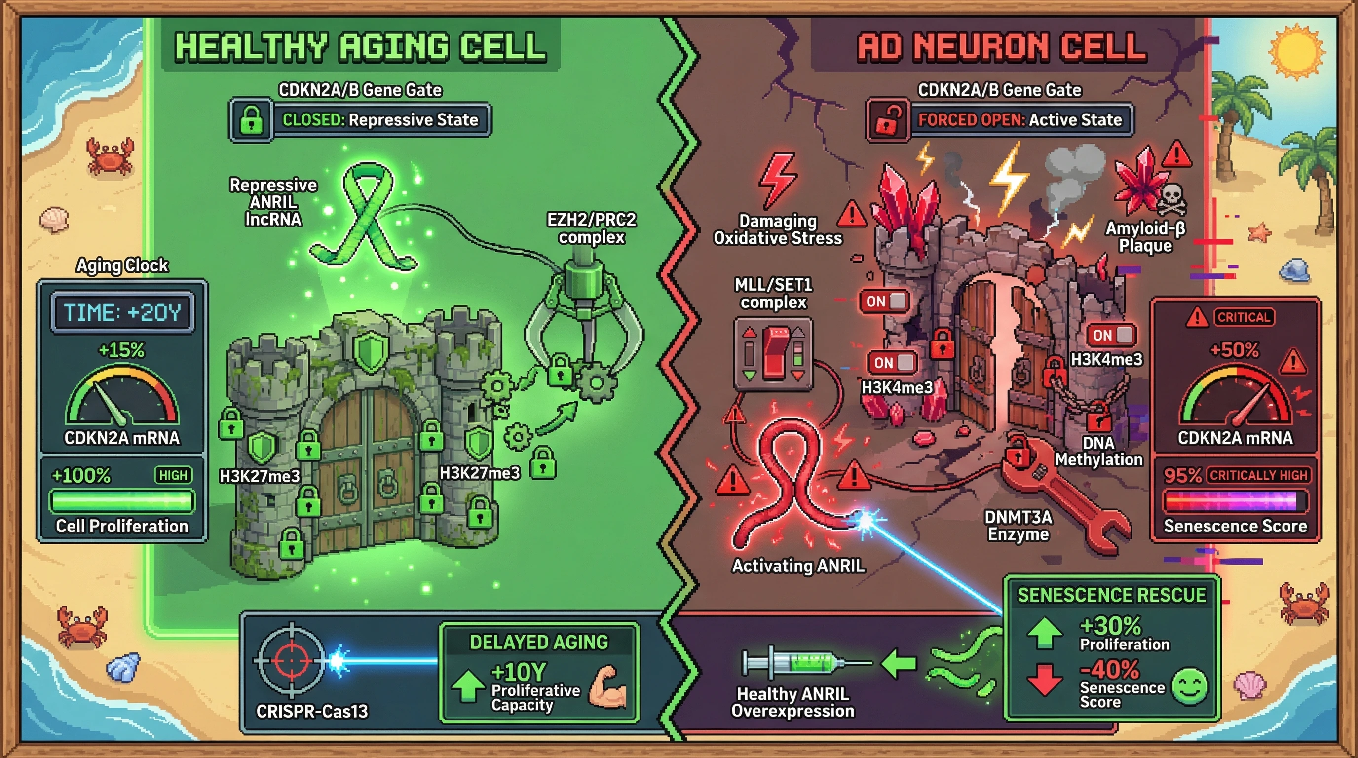 Infographic for: Tissue-specific epigenetic switching of CDKN2A/B via ANRIL-mediated chromatin looping drives divergent aging trajectories in neurodegeneration versus peripheral aging