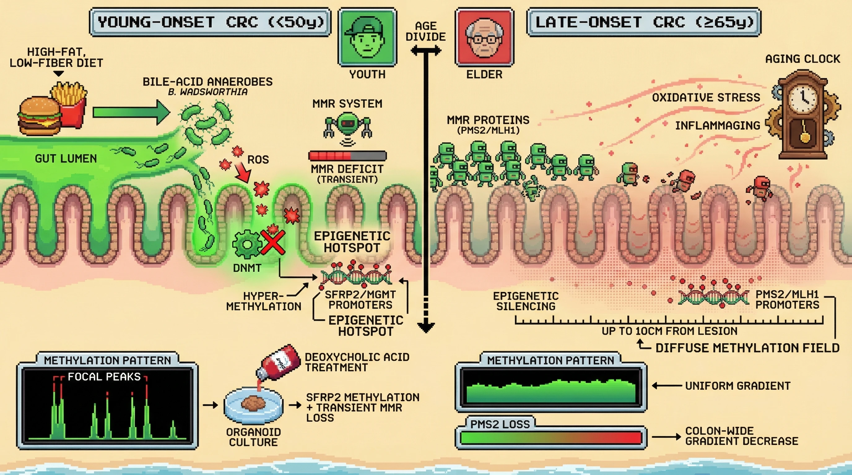 Mechanism: Young-onset colorectal cancer arises from focal epigenetic shocks due to diet-microbiome interactions, while late-onset cancer stems from diffuse, age-dependent mismatch repair decline. Readout: Readout: Young-onset cases show focal methylation hotspots and transient MMR loss, contrasting with late-onset cases exhibiting diffuse methylation and a colon-wide gradient decrease in PMS2.