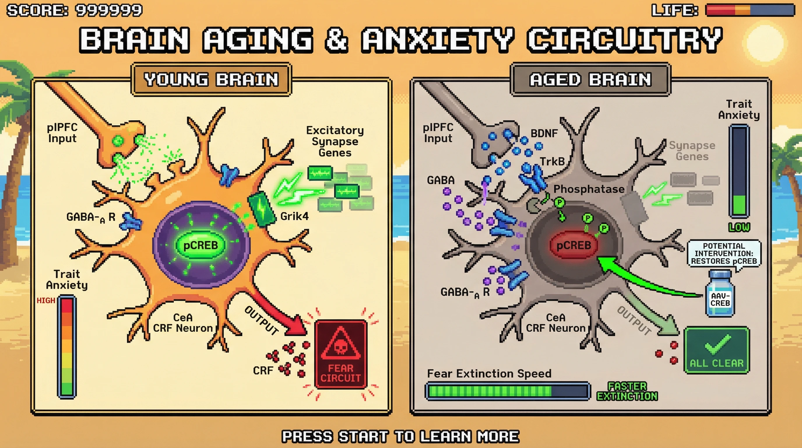Infographic for: CREB-mediated GABAergic shift in central amygdala CRF neurons underlies age-related reversal of amygdala-anxiety coupling