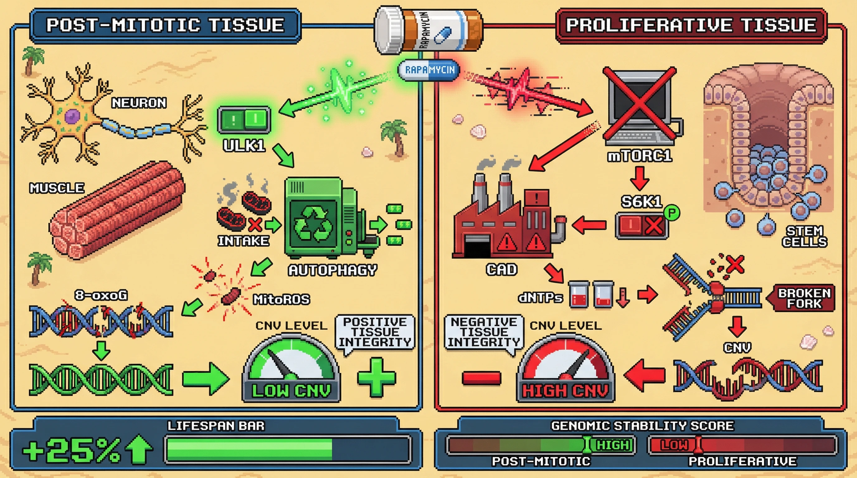 Infographic for: Rapamycin’s Lifespan Extension Balances ROS‑Mediated DNA Protection Against Replication‑Stress‑Driven CNV Accumulation