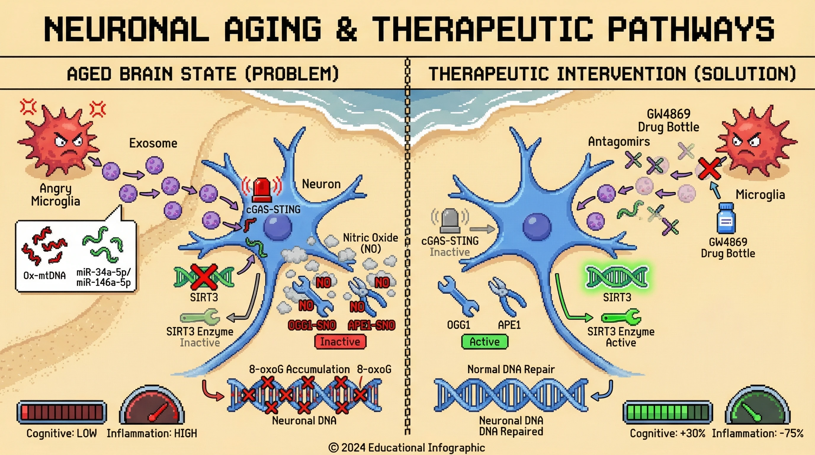 Infographic for: Microglial exosomes ferry oxidized mtDNA and miRNA‑mediated suppression that post‑translationally inactivate neuronal OGG1/APE1, linking microglial activation to age‑dependent BER failure
