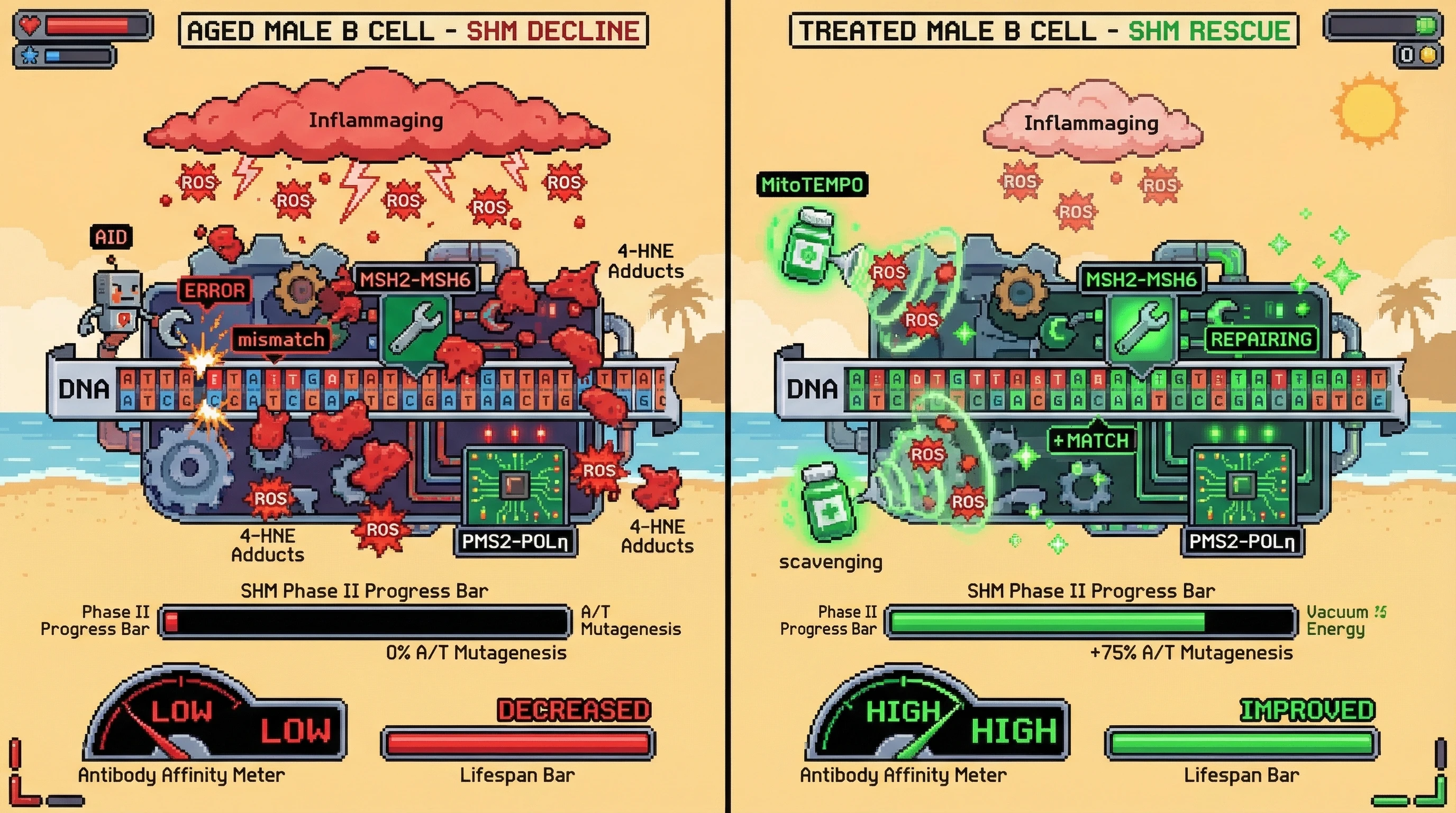 Mechanism: Oxidative stress from inflammaging in aged male B cells causes 4-HNE adducts on MMR proteins (MSH2-MSH6, PMS2-POLη), impairing their function in SHM Phase II. Readout: Readout: This leads to reduced A/T mutagenesis and low antibody affinity, which can be rescued by antioxidant intervention like MitoTEMPO.