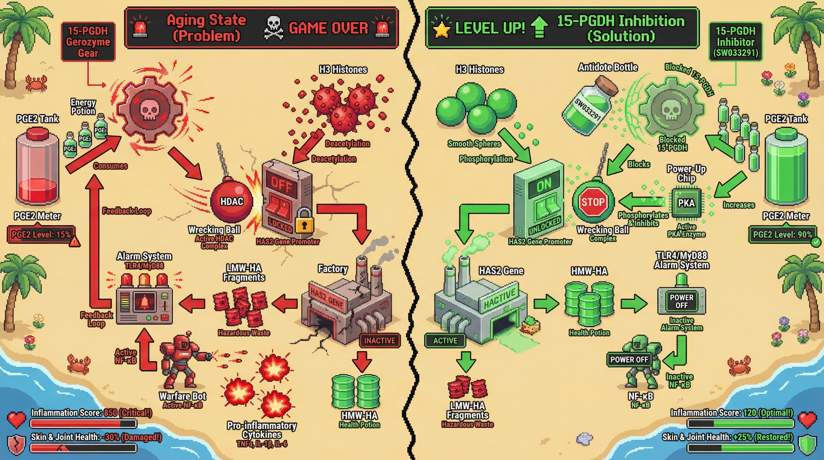 Infographic for: 15-PGDH–Mediated PGE2 Depletion Drives Epigenetic Silencing of HAS2, Shifting HA Homeostasis Toward Pro‑inflammatory LMW‑HA Fragments in Aging Skin and Joints