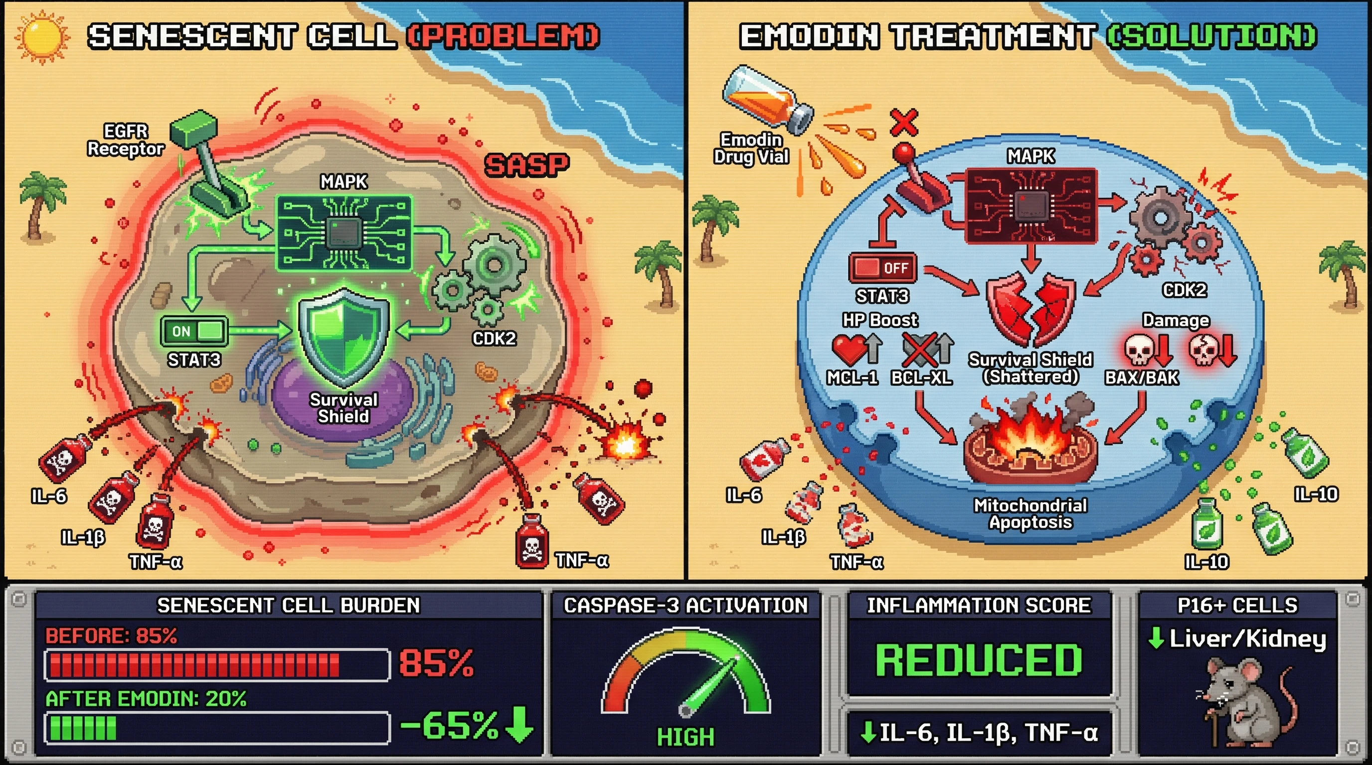 Mechanism: Emodin inhibits EGFR and CDK2 pathways, collapsing the survival axis in senescent cells. Readout: Readout: This dual action leads to mitochondrial apoptosis, reduced SASP cytokines, and decreased p16+ cell burden in tissues.