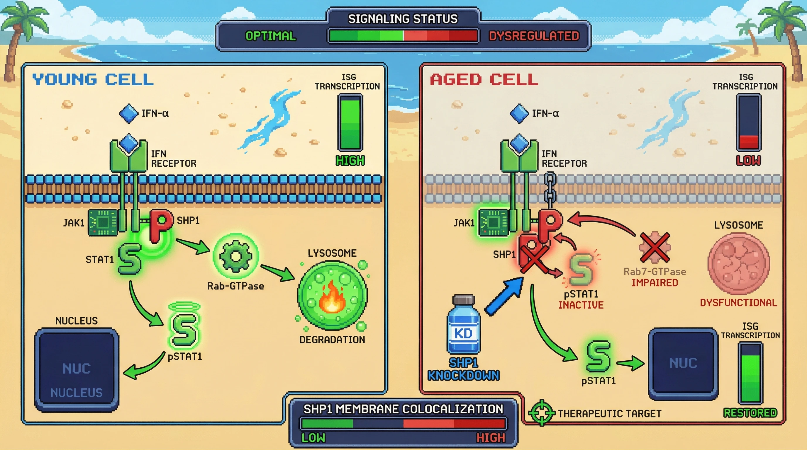 Mechanism: In aged cells, impaired lysosomal sorting of SHP1 phosphatase by Rab-GTPase leads to its retention at the plasma membrane, causing sustained dephosphorylation and inactivation of STAT1. Readout: Readout: This results in blunted IFN-induced ISG transcription, which can be restored by SHP1 knockdown or by targeting Rab-GTPase function.