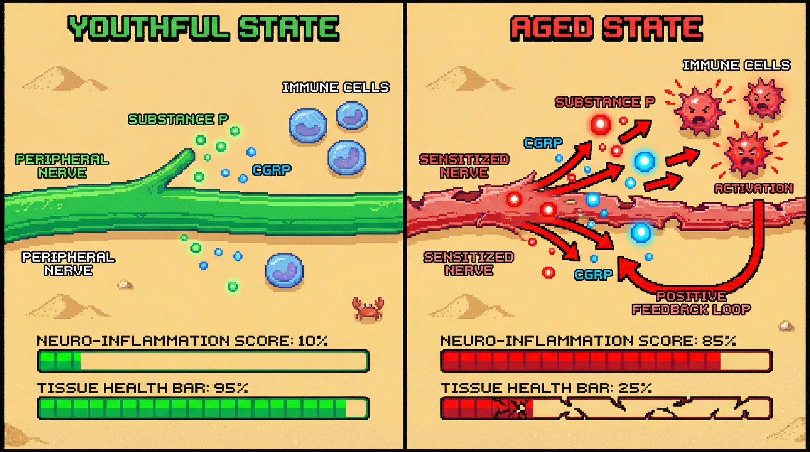 Infographic for: Neurogenic Inflammation: The Nervous System as an Aging Driver
