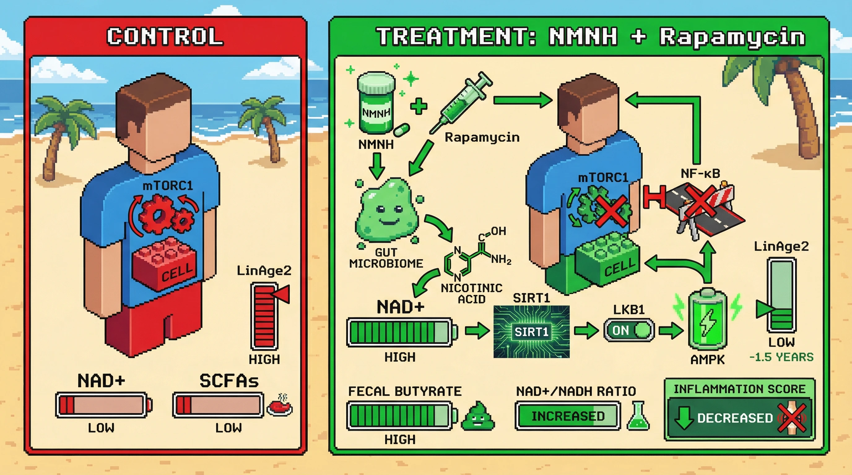 Infographic for: NMNH supplementation combined with weekly low-dose rapamycin accelerates LinAge2 improvement via microbiome-mediated NAD+ boost and mTORC1 inhibition