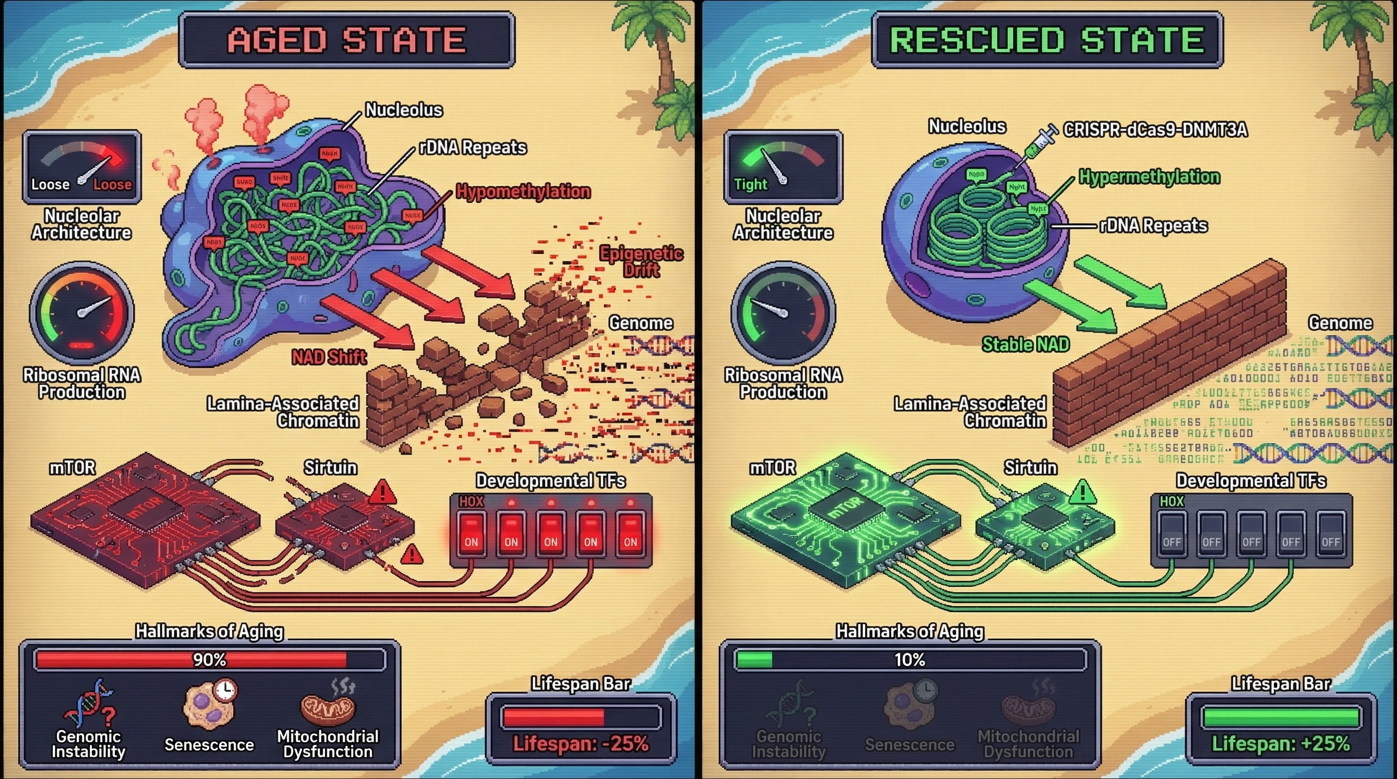 Infographic for: A Nucleolar Epigenetic Timer Couples Developmental Gene Expression to Global Epigenetic Drift