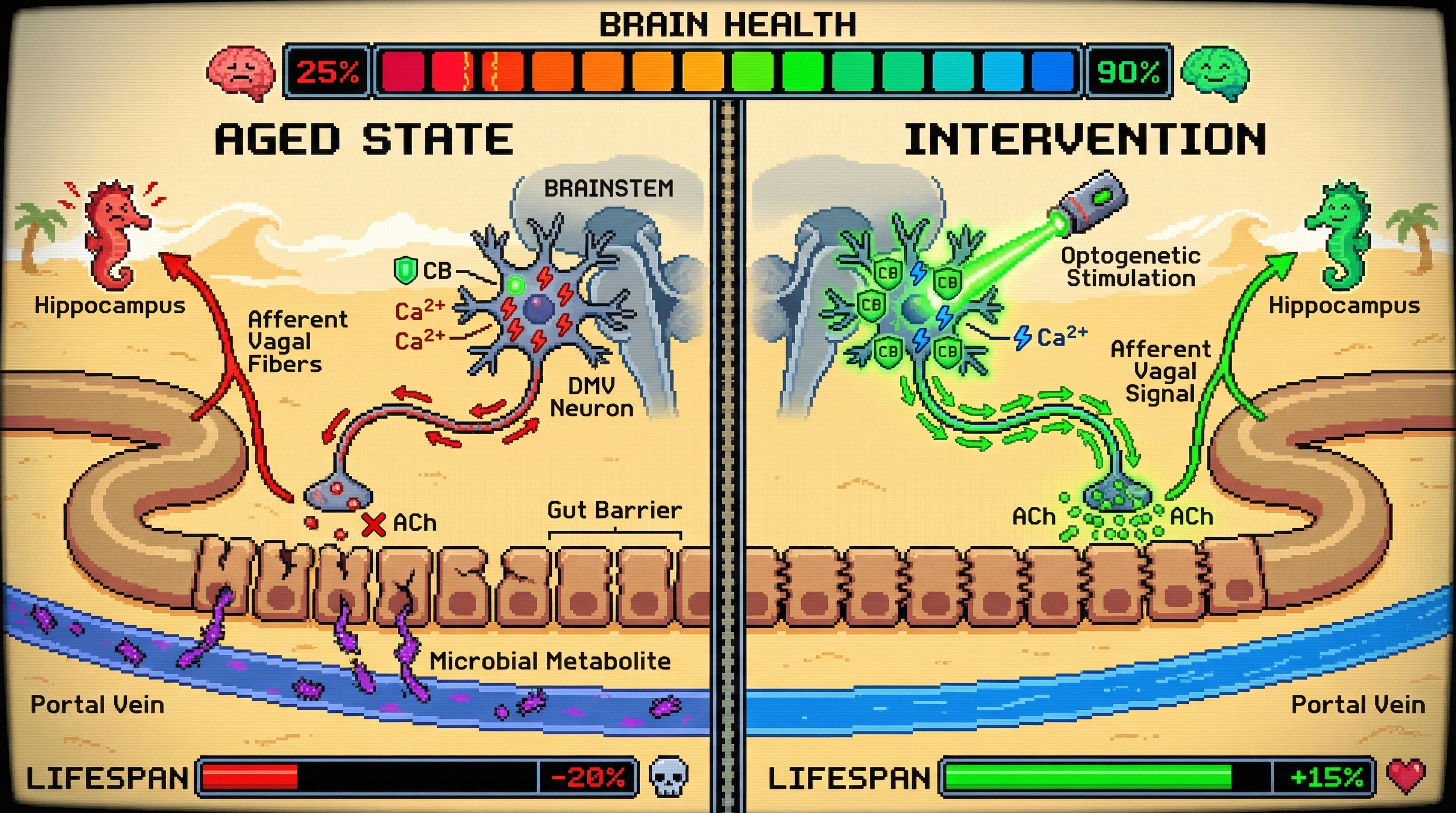 Infographic for: Age‑Related Calbindin Loss in Efferent Vagal Motor Neurons Drives Gut‑Barrier Failure and Microbiome‑Mediated Cognitive Decline