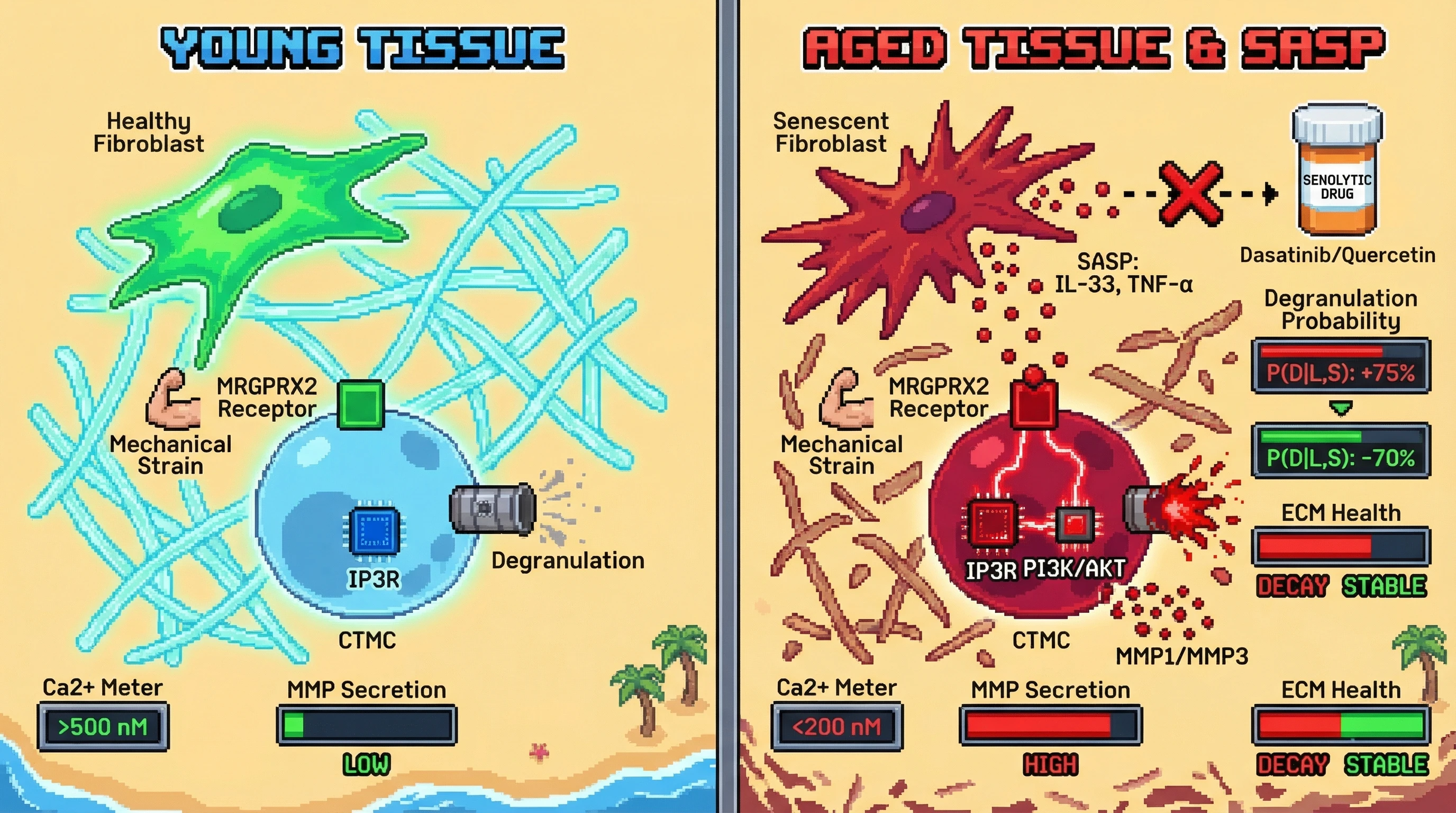Infographic for: The 'Sensitized Sentinel' Hypothesis: SASP-Driven Lowering of MRGPRX2 Degranulation Thresholds as a Driver of Chronic Connective Tissue Decay