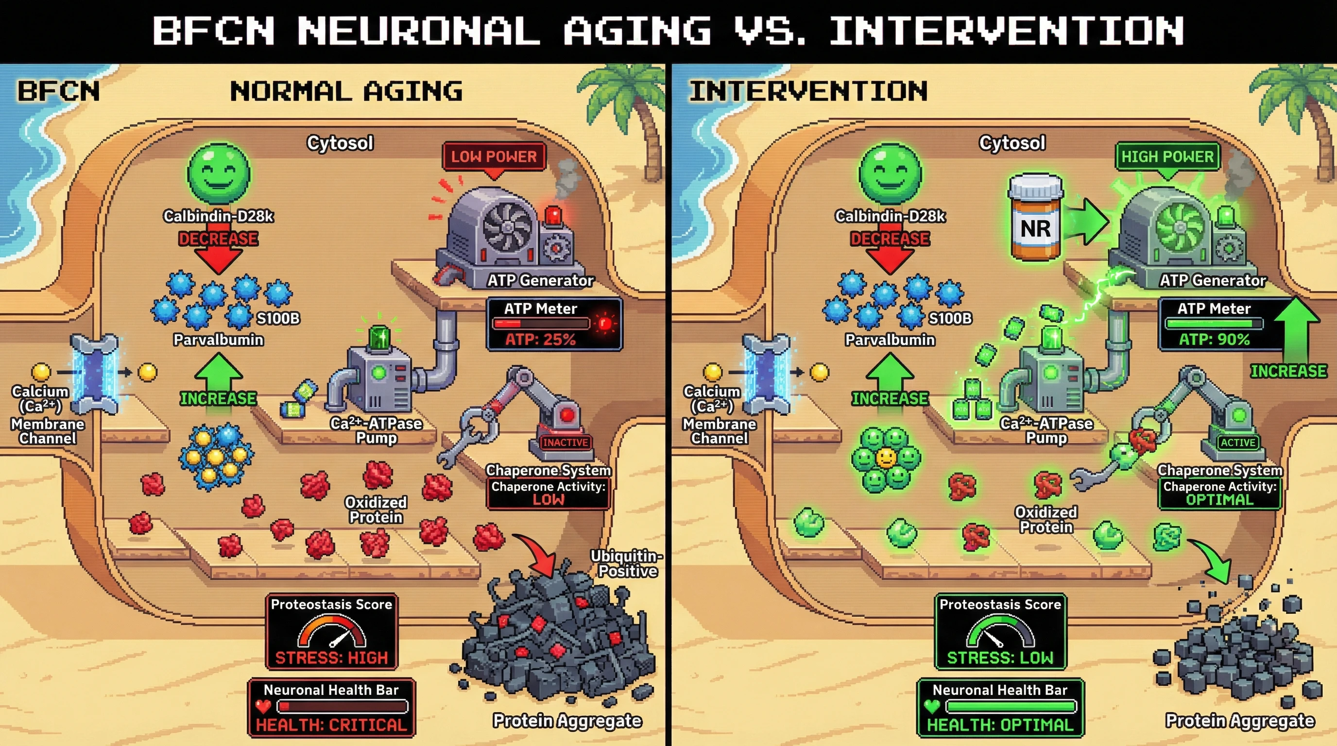 Infographic for: Calbindin loss drives a calcium‑buffering shift that fuels proteostatic aggregation as a compensatory containment strategy in aging basal forebrain cholinergic neurons