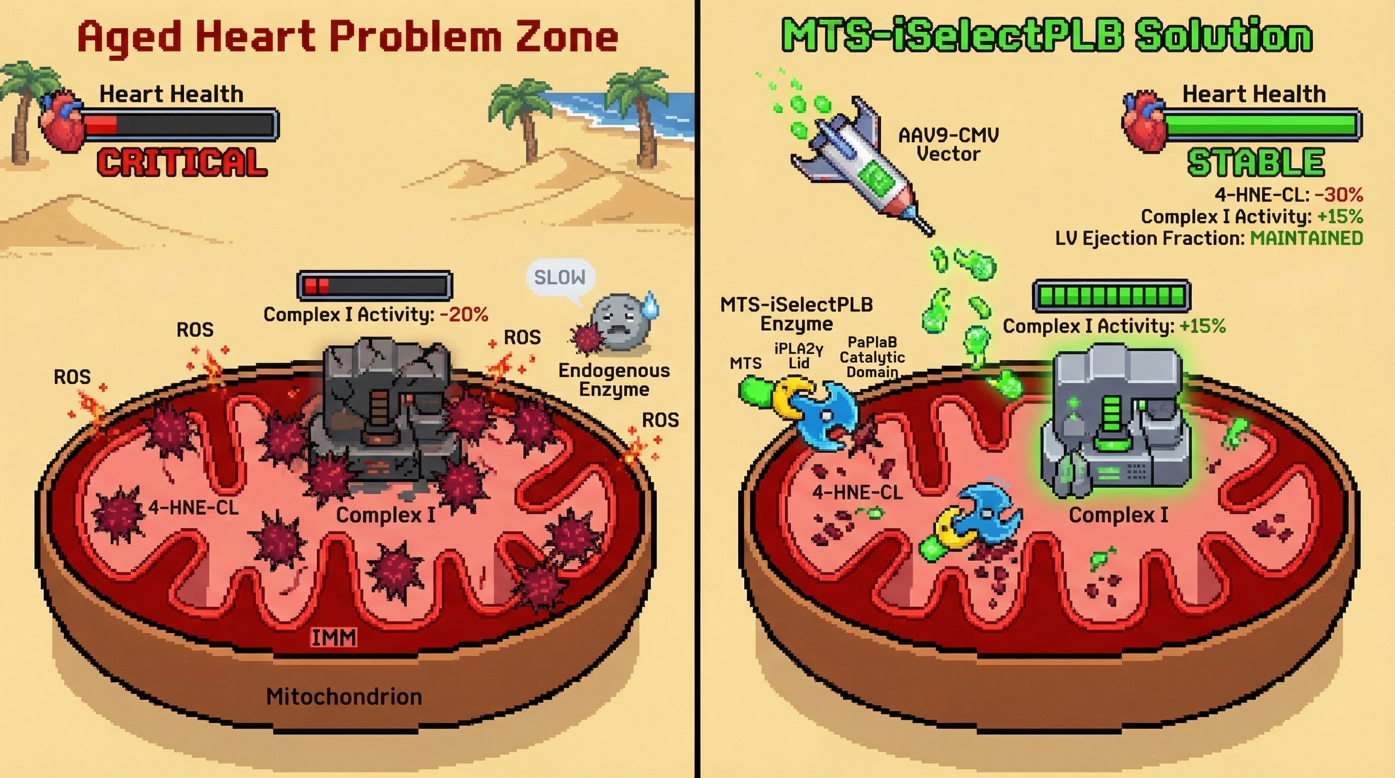 Mechanism: The MTS-iSelectPLB chimeric enzyme is delivered to mitochondria, where its iPLA2γ lid recognizes and its PaPlaB domain degrades oxidized cardiolipin (4-HNE-CL), restoring respiratory Complex I function. Readout: Readout: By 8 weeks, 4-HNE-CL is reduced by ≥30%, Complex I activity improves by ≥15%, and left ventricular ejection fraction is maintained.