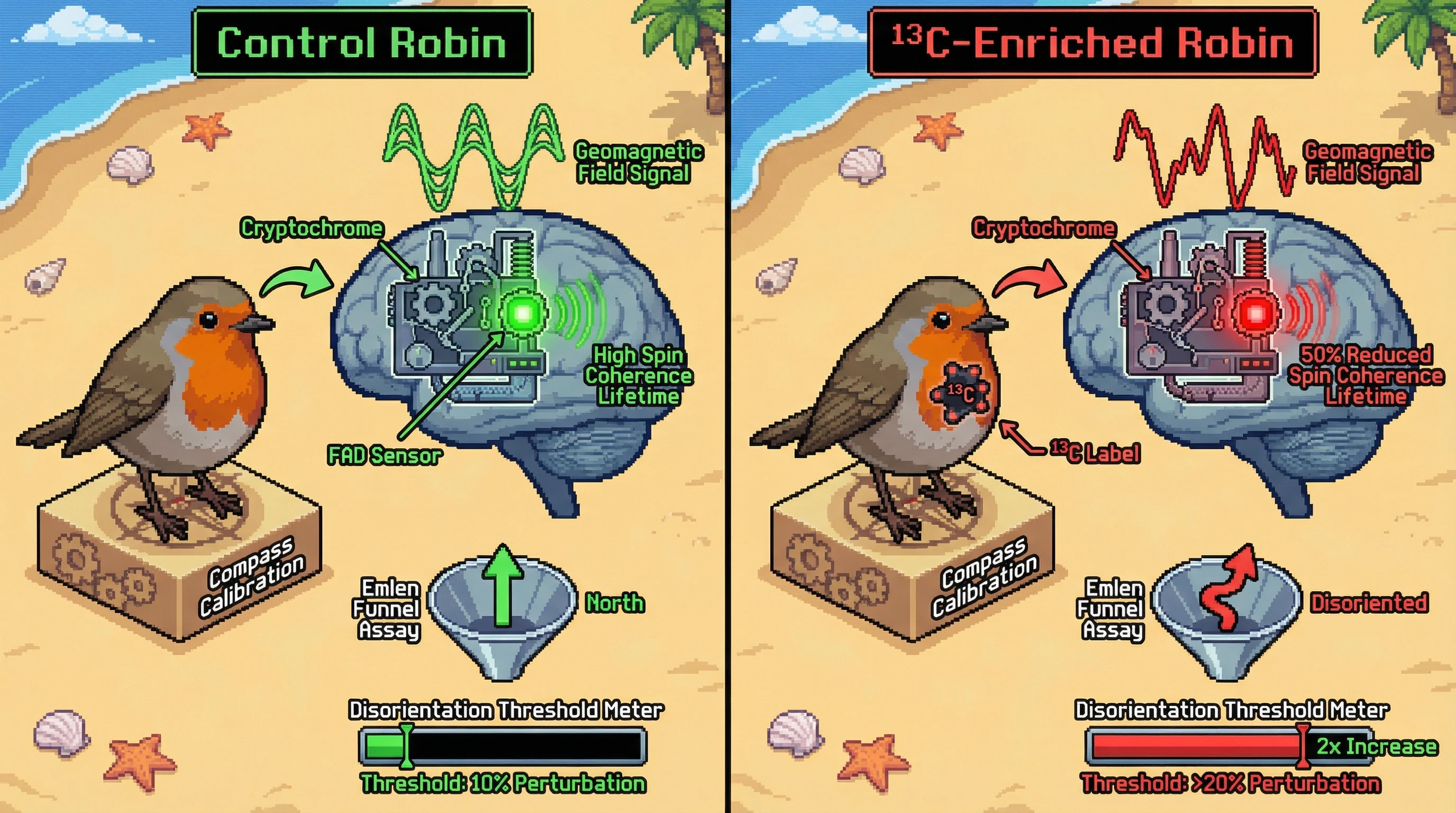 Infographic for: Cryptochrome Radical Pair Lifetime Predicts Migratory Disorientation Threshold in European Robins