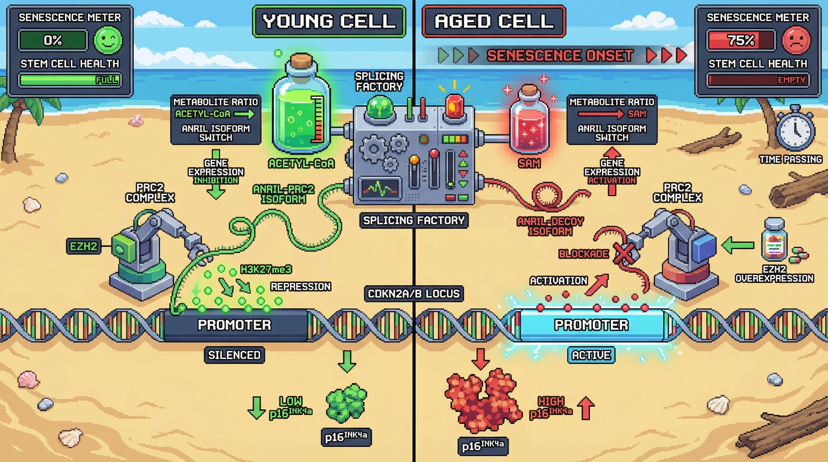 Infographic for: ANRIL isoform switching as a metabolite‑sensitive switch that regulates CDKN2A/B expression and senescence
