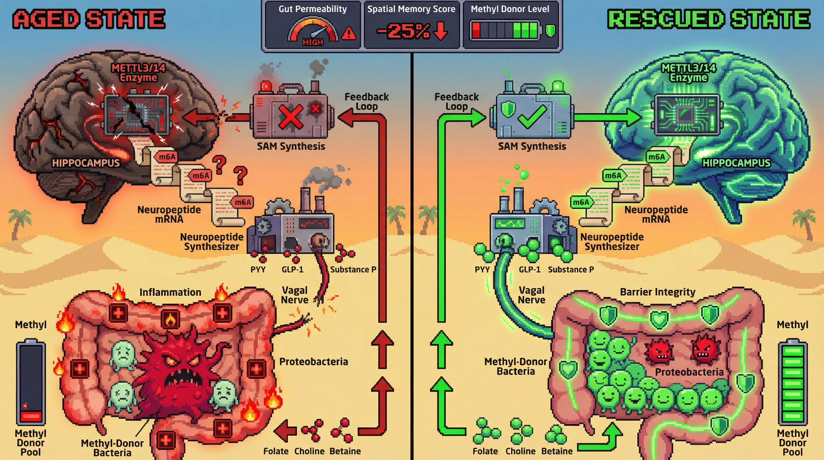 Infographic for: Neuronal m6A Deficiency Drives Gut Dysbiosis via Altered Neuropeptide Secretion, Closing the Inflammaging Loop
