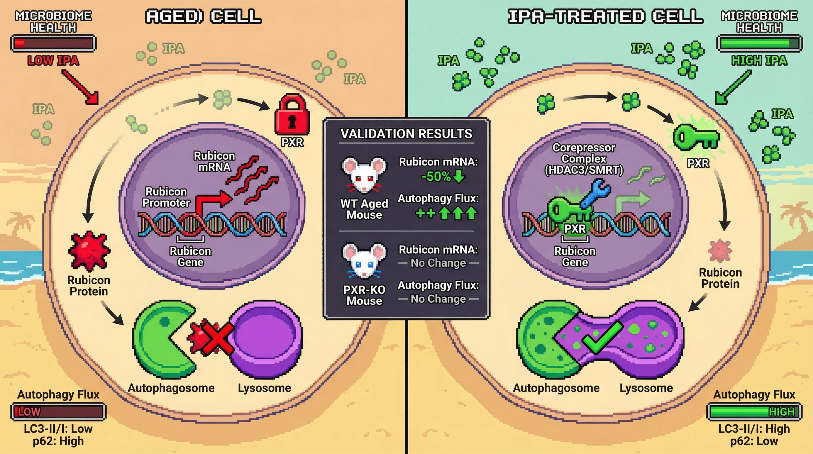 Mechanism: Age-related decline in microbial IPA reduces PXR activity, leading to increased Rubicon expression which blocks autophagosome-lysosome fusion and stalls autophagy. Readout: Readout: IPA supplementation in aged wild-type mice reduces Rubicon levels and increases autophagy markers, an effect absent in PXR-knockout mice.