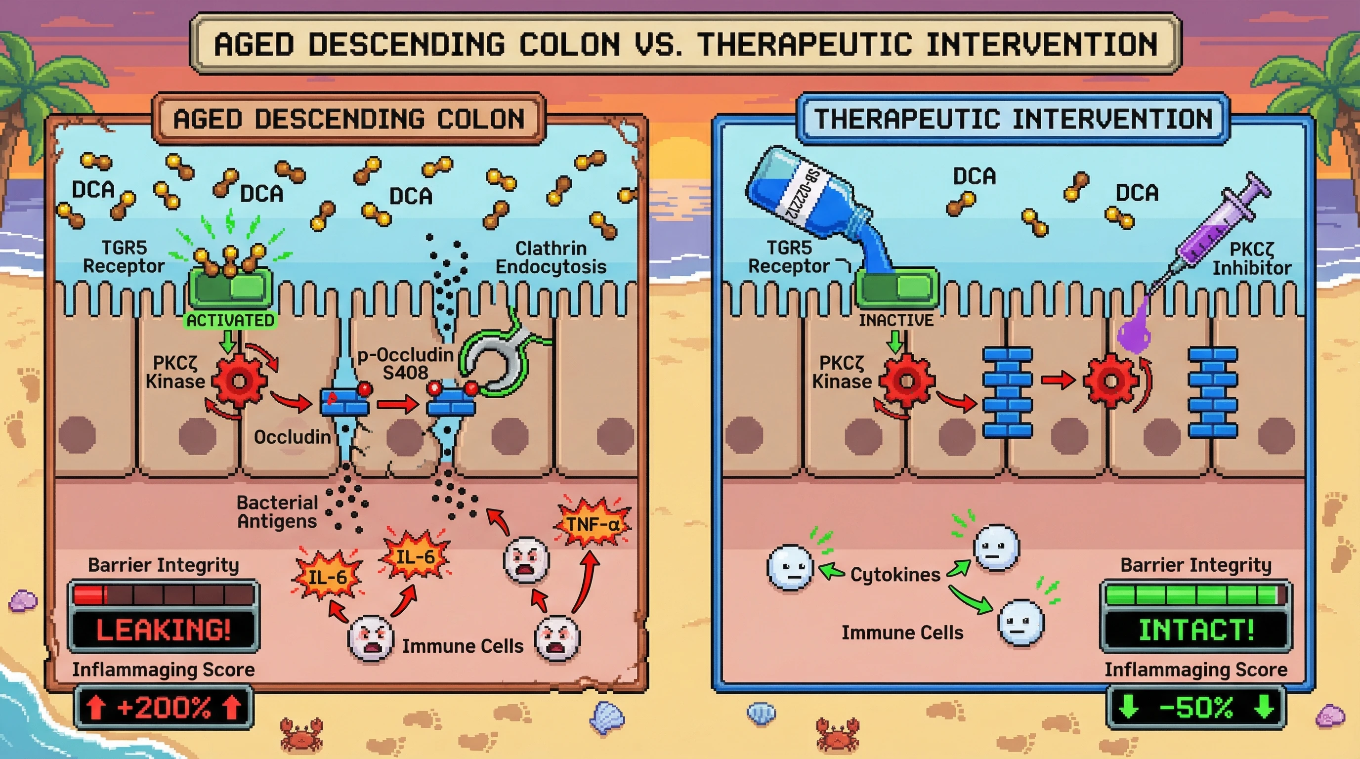 Mechanism: Age-related secondary bile acids (DCA) activate TGR5 on colonic epithelial cells, leading to PKCζ-dependent phosphorylation of occludin at S408 and subsequent barrier leakage. Readout: Readout: This process increases bacterial antigen entry and inflammatory cytokines, which can be reversed by TGR5 or PKCζ inhibition, restoring barrier integrity.