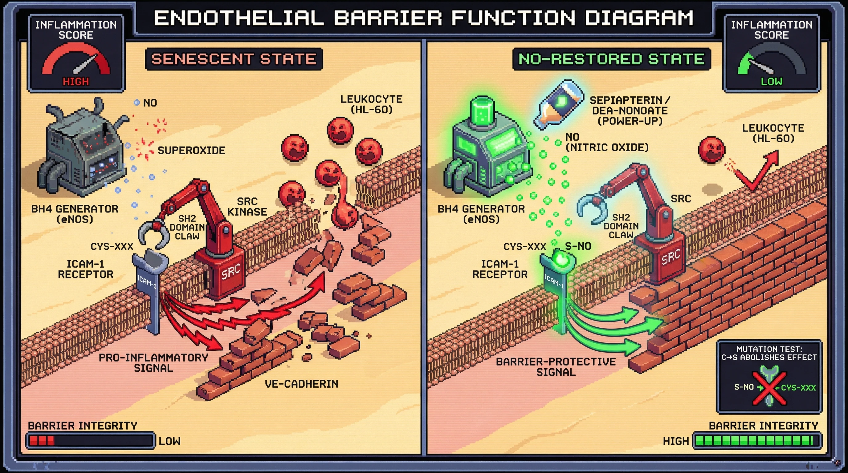Infographic for: NO-dependent S-nitrosylation of ICAM-1 modulates Src signaling to restore endothelial barrier function in senescence