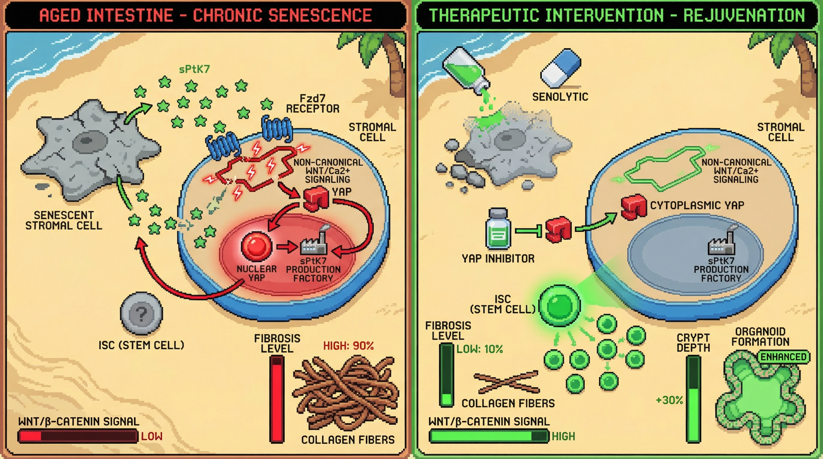 Mechanism: Chronic senescent stromal cells secrete sPtK7, activating Fzd7 and a YAP feed-forward loop that promotes fibrosis and suppresses stem cell function. Readout: Readout: Inhibiting YAP or clearing senescent cells reduces collagen deposition, increases crypt depth, and enhances organoid formation.