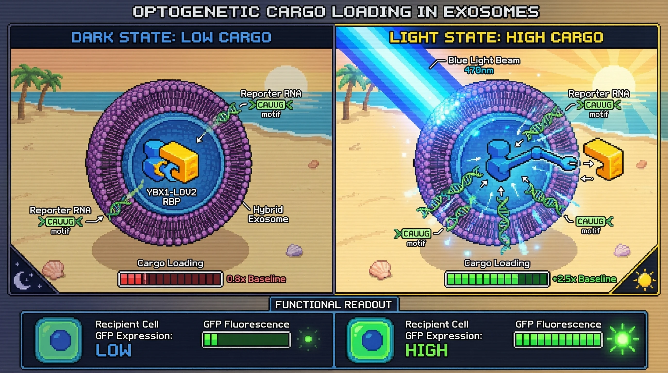 Infographic for: Light‑Controlled RBP Motif Binding Enhances Cargo Sorting in Hybrid Exosomes for Precision RNA Therapy