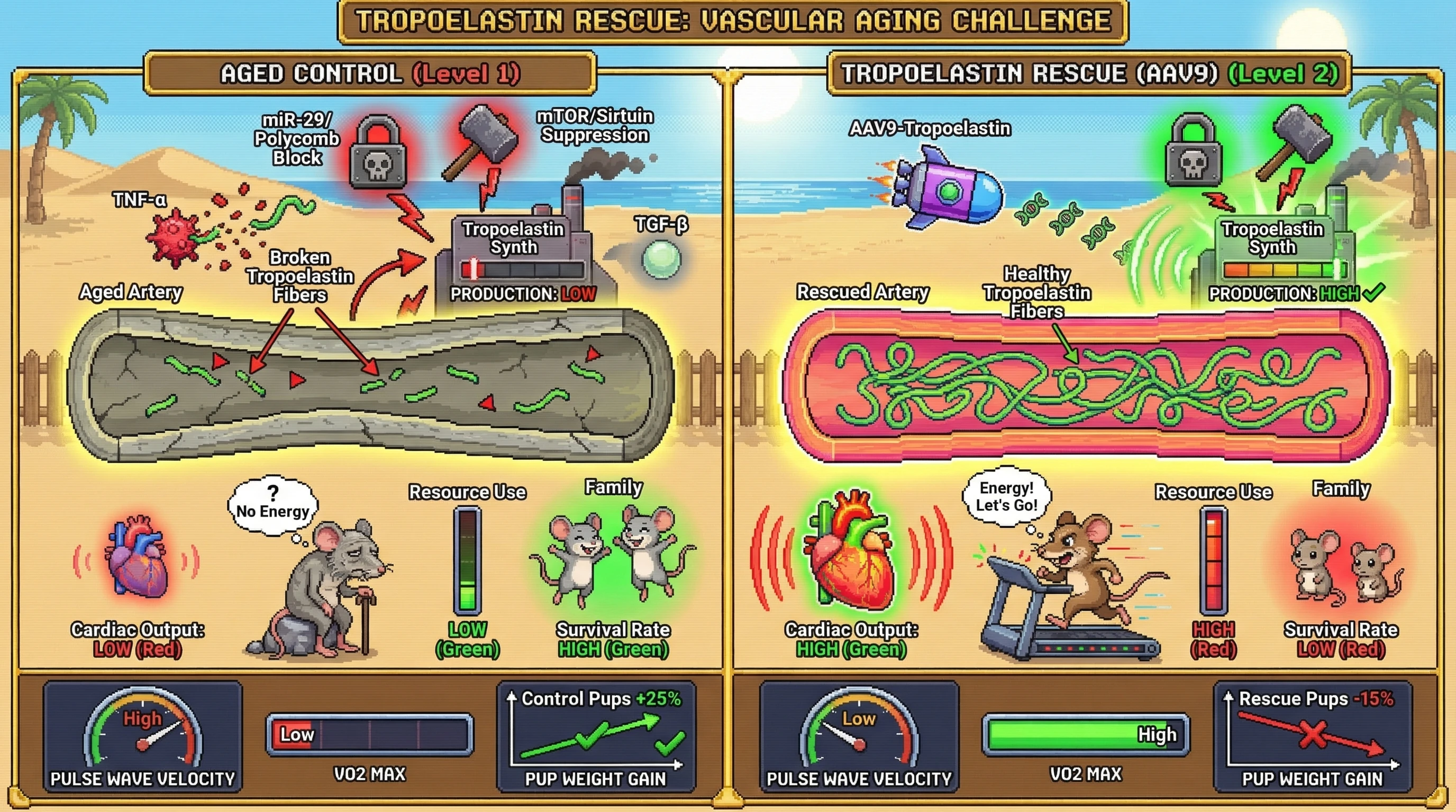 Infographic for: Programmed Vascular Elastin Decline as a Resource‑Allocation Mechanism Favoring Kin Survival