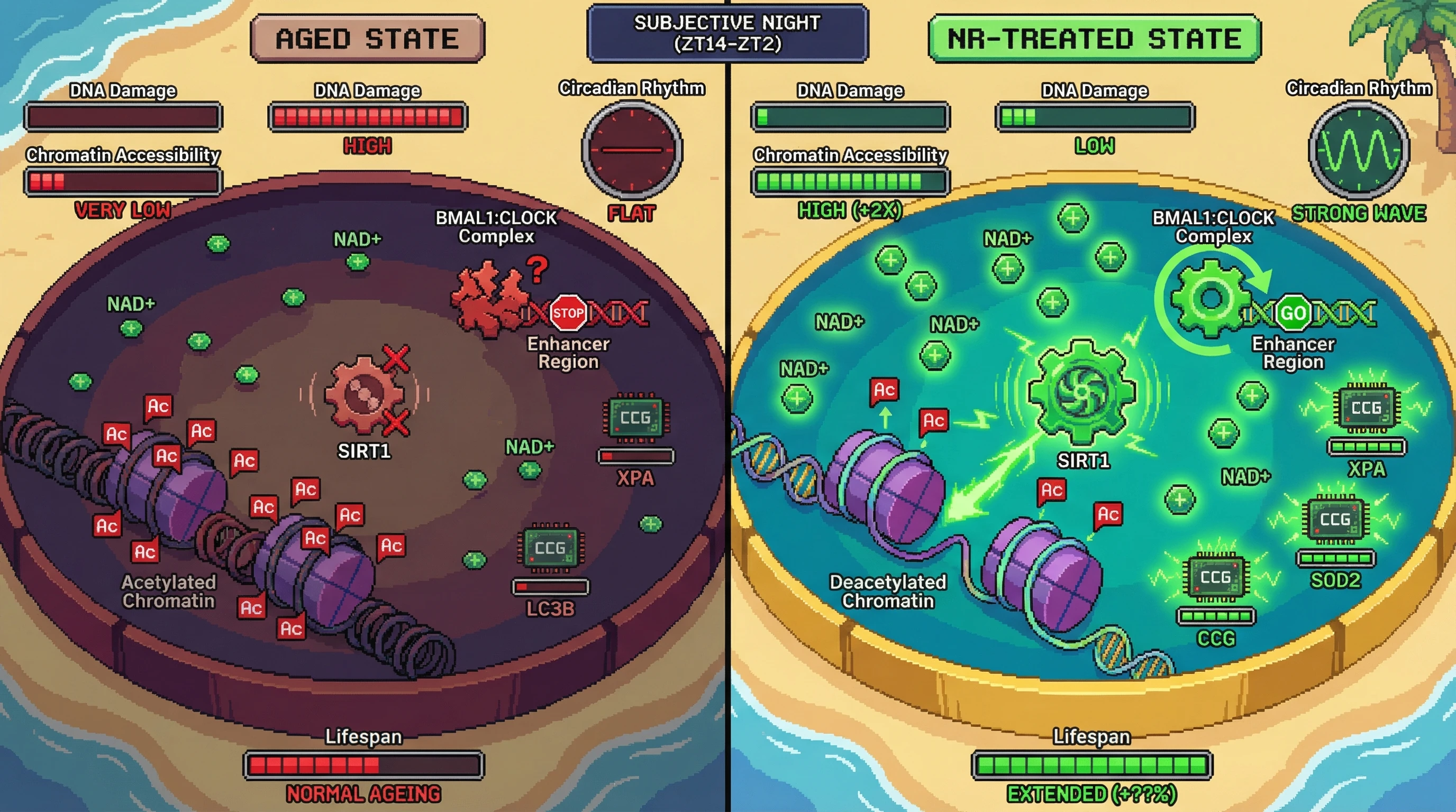Infographic for: Timed NAD+ Augmentation Restores Circadian Chromatin Accessibility to Counteract Epigenetic Aging
