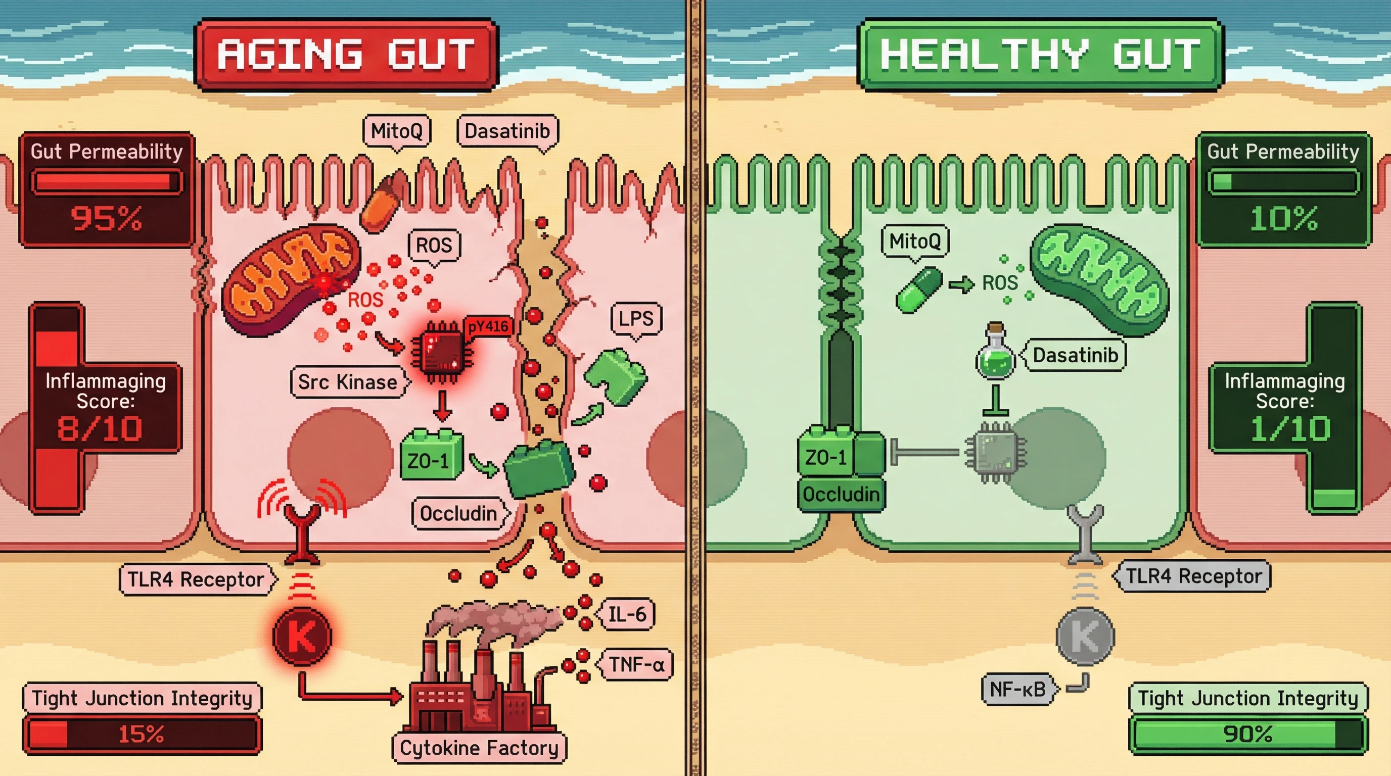 Mechanism: Age-related mitochondrial ROS activates Src kinase, which phosphorylates ZO-1, leading to tight junction disruption and increased gut permeability. Readout: Readout: Interventions like MitoQ or Dasatinib preserve tight junction integrity and reduce LPS-induced cytokine release, as shown by improved Gut Permeability and Inflammaging Scores.