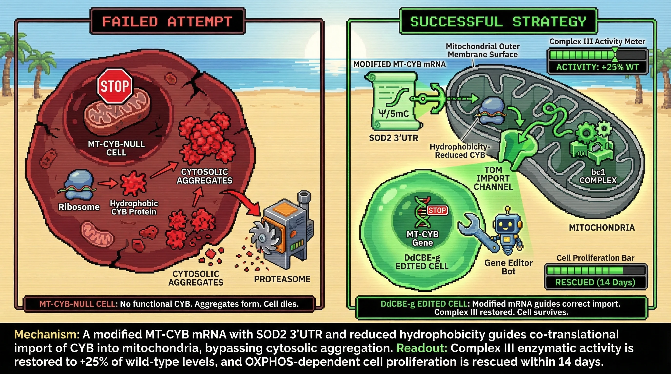 Infographic for: A pseudouridine-modified mRNA encoding hydrophobicity-reduced, SOD2 MTS/3′UTR-targeted nuclear CYB, tested in DdCBE-g...