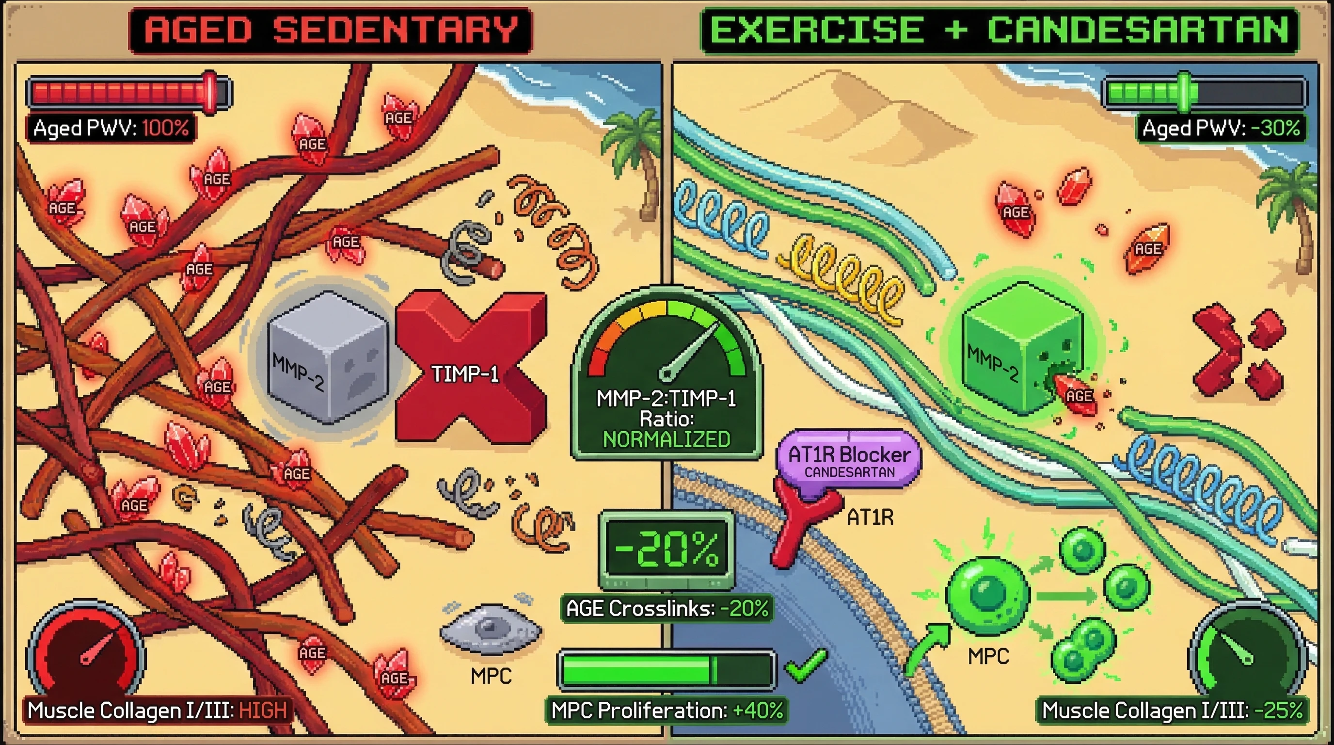 Mechanism: Exercise activates MMP-2 and suppresses TIMP-1, while candesartan blocks AT1R to further inhibit TIMP-1, promoting dual-tissue ECM repair. Readout: Readout: Aortic PWV reduces by 30%, muscle collagen I/III ratio decreases by 25%, and MPC proliferation increases by 40%.