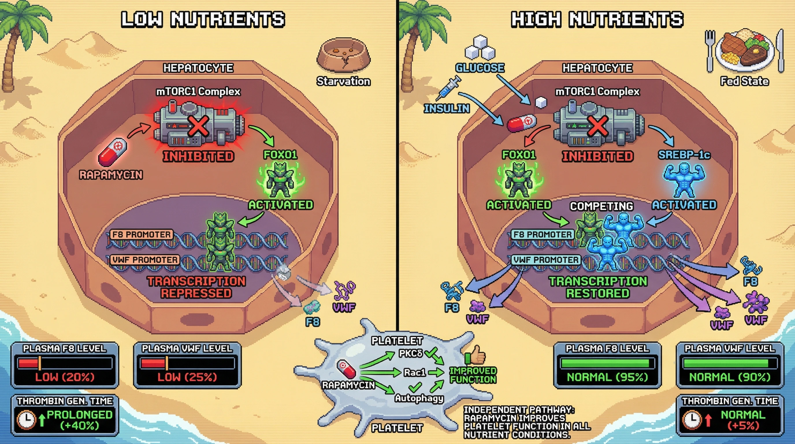Infographic for: Rapamycin’s hepatic mTORC1 inhibition reshapes coagulation factor synthesis via FOXO‑dependent transcriptional repression, exposing a limit to hardship‑mimicry longevity