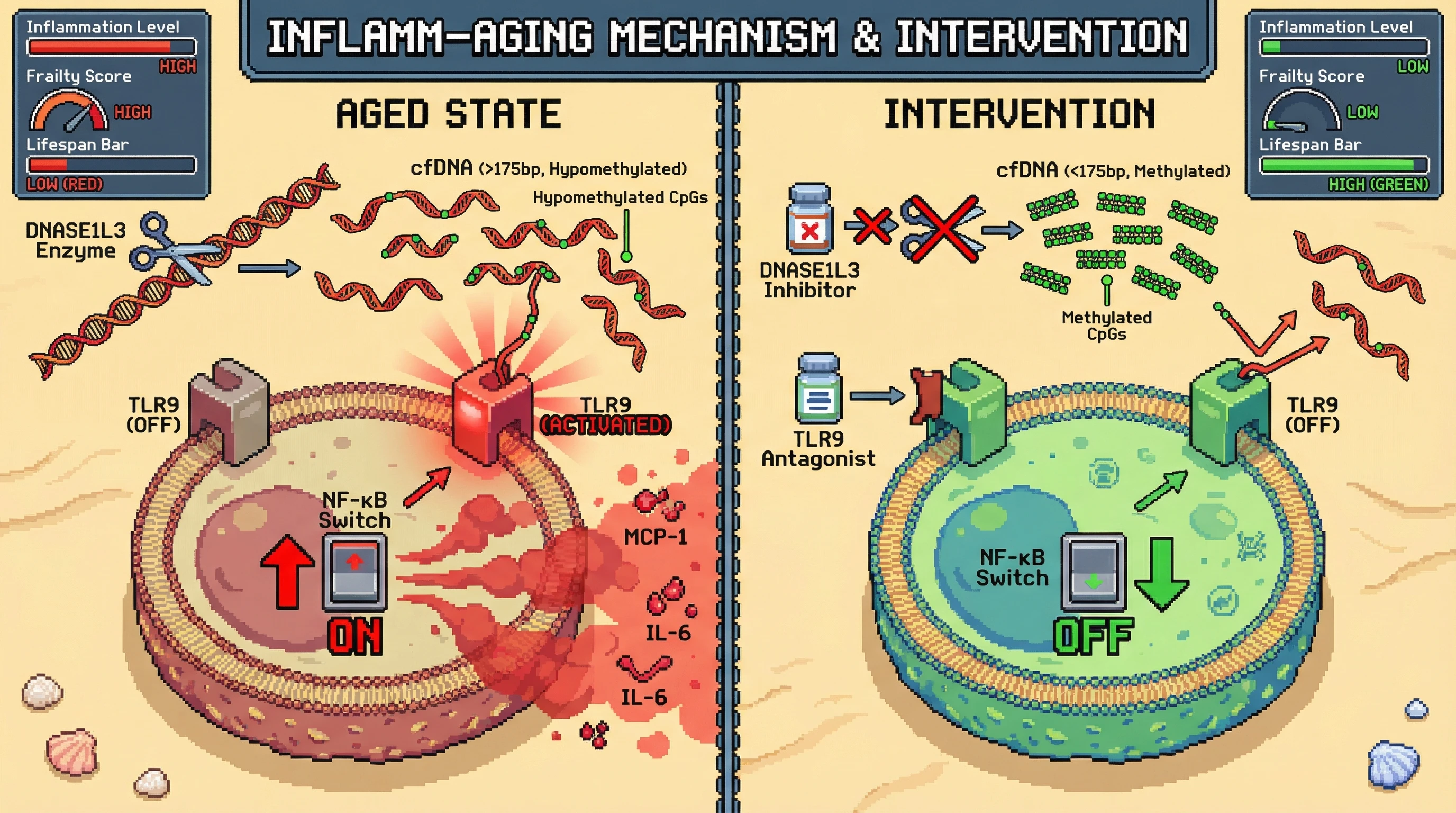 Mechanism: Long, hypomethylated cfDNA fragments activate TLR9, driving NF-κB-dependent production of inflamm-aging mediators. Readout: Readout: DNASE1L3 inhibition or TLR9 antagonism reduces inflammation and frailty, increasing lifespan.