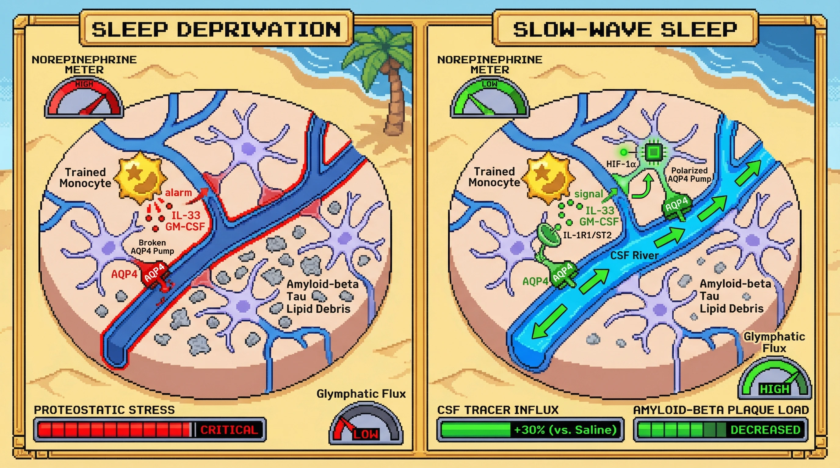 Infographic for: Trained immunity gates sleep-dependent glymphatic flux via astrocytic AQP4 remodeling