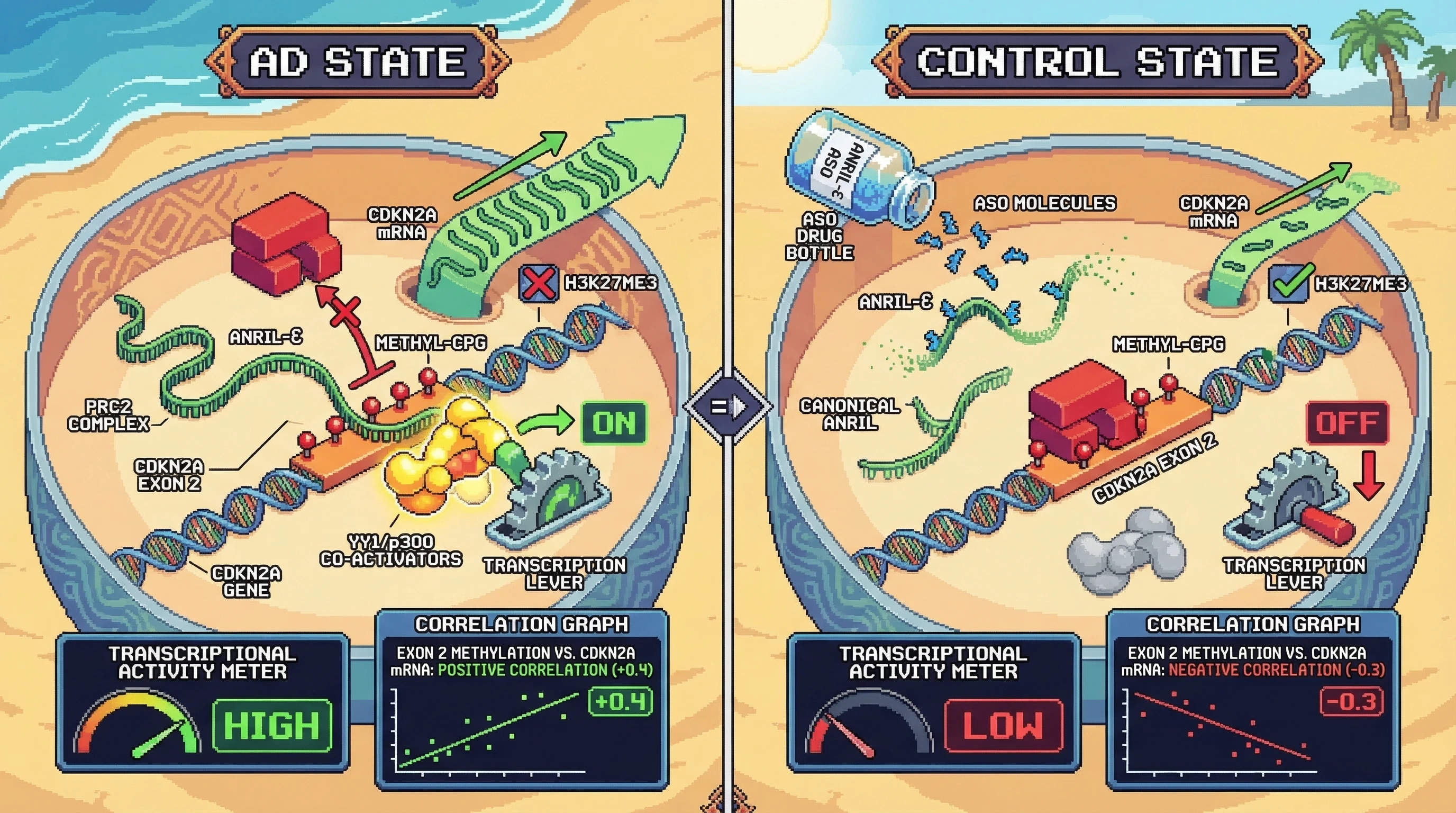 Infographic for: Disease‑specific ANRIL splice isoform flips exon‑2 methylation from repressive to activating signal at CDKN2A/B in Alzheimer’s blood