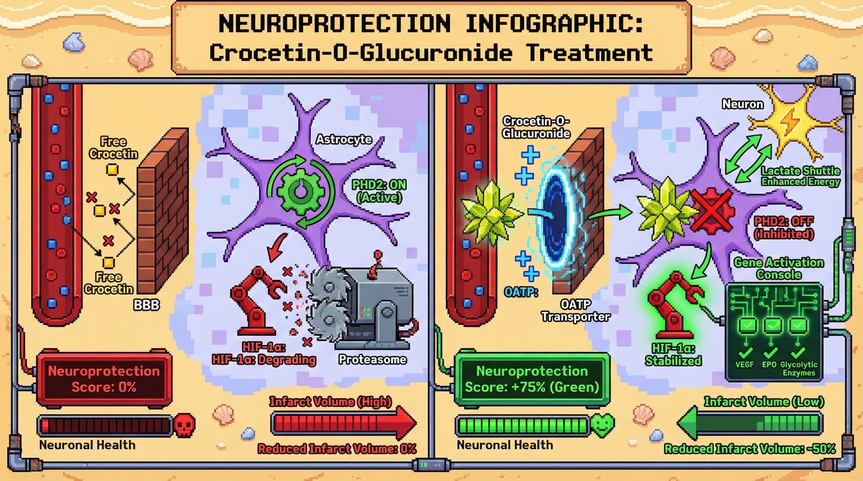 Mechanism: Crocetin-O-glucuronide enters the brain via OATP transporters, then inhibits astrocytic PHD2, which stabilizes HIF-1α to activate neuroprotective genes. Readout: Readout: Neuronal health is improved, and infarct volume is reduced by 50%.