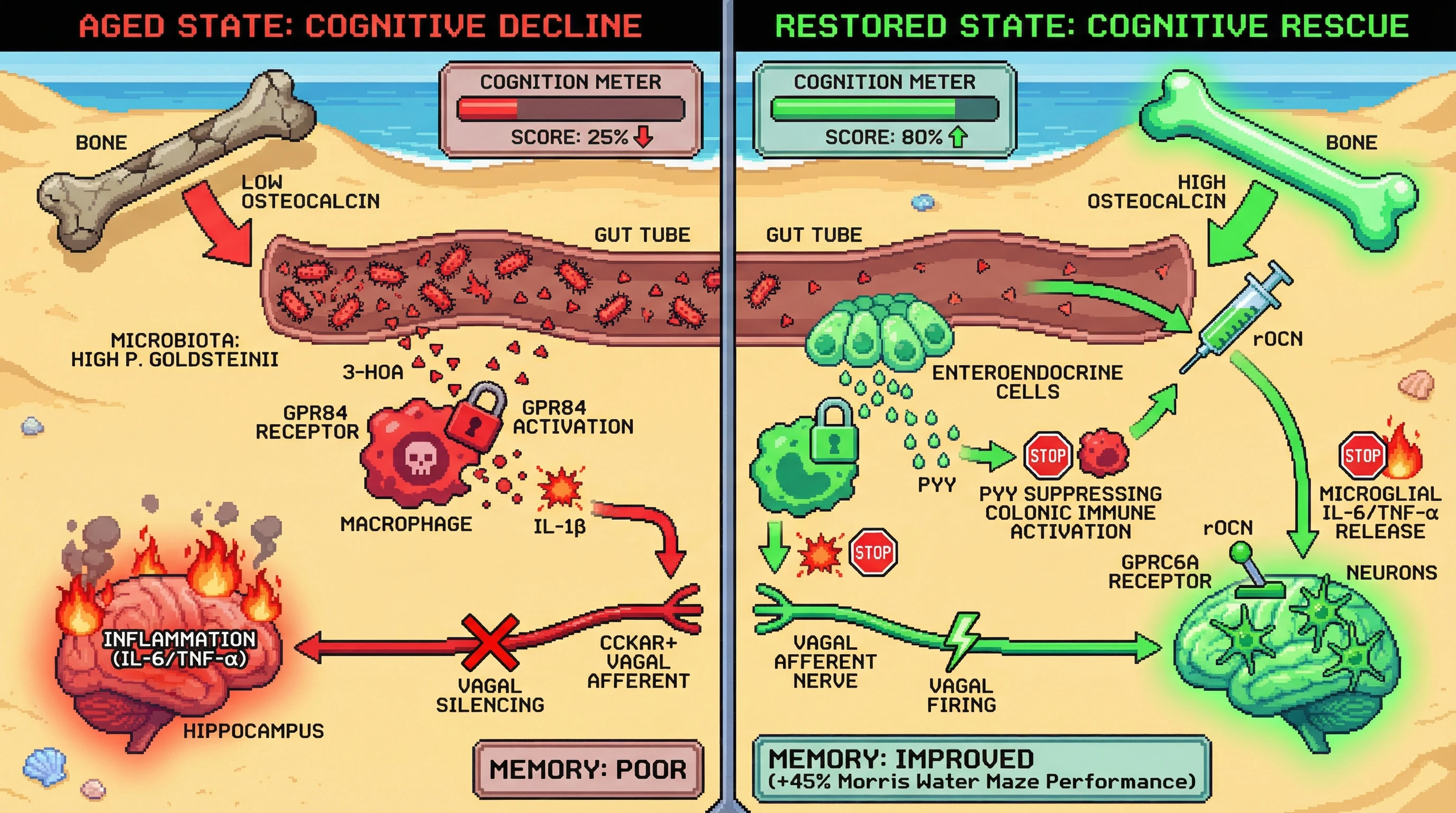 Mechanism: Age-related decline in osteocalcin removes a tonic brake on gut 3-HOA signaling, activating GPR84 on immune cells, which silences vagal afferents and accelerates hippocampal inflammation. Readout: Readout: Recombinant osteocalcin administration restores vagal firing and rescues spatial memory, increasing Morris Water Maze performance by 45%.