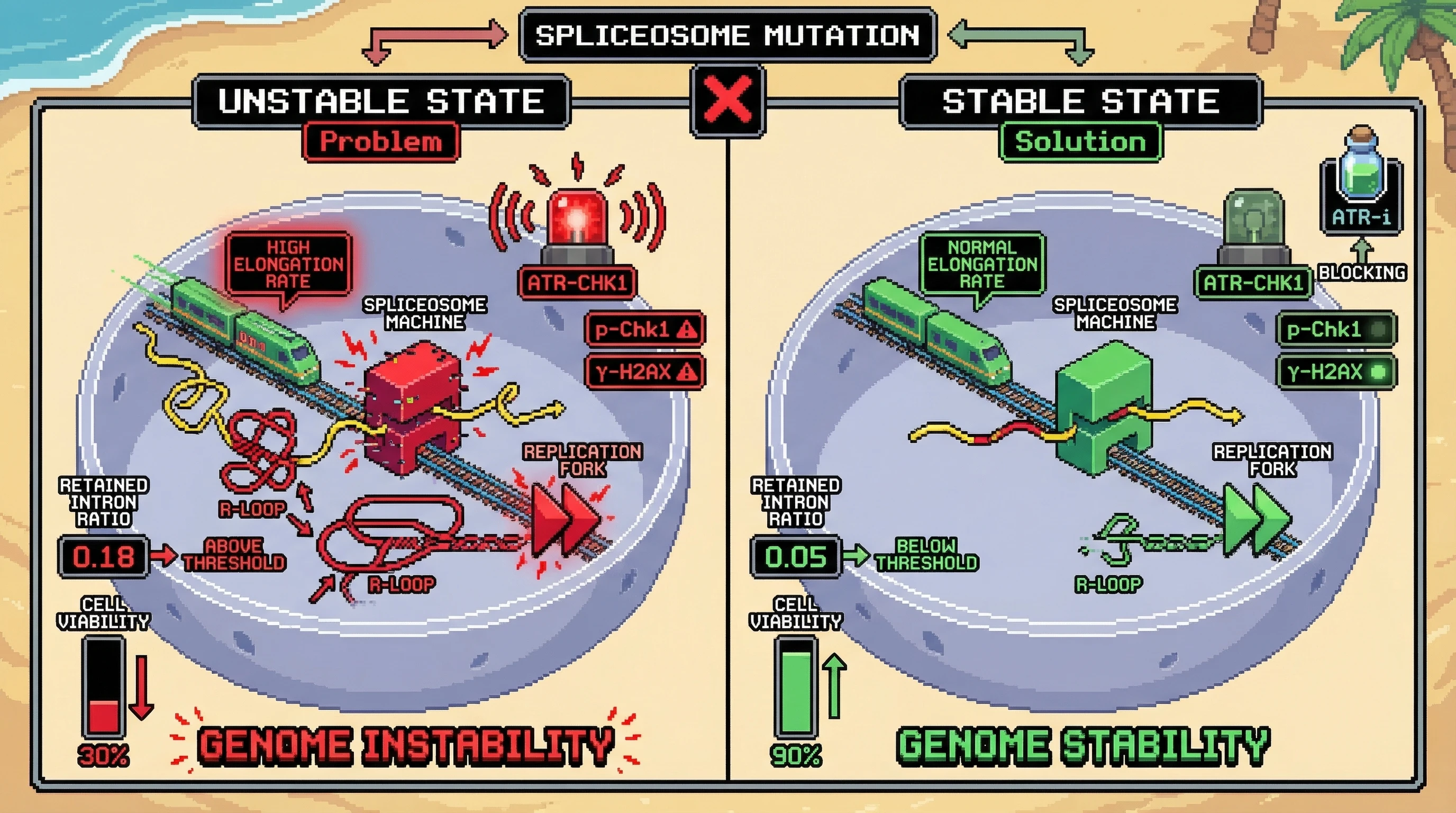 Infographic for: A Transcriptional Entropy Threshold Determines ATR Inhibitor Sensitivity in Spliceosome-Mutant Cancers